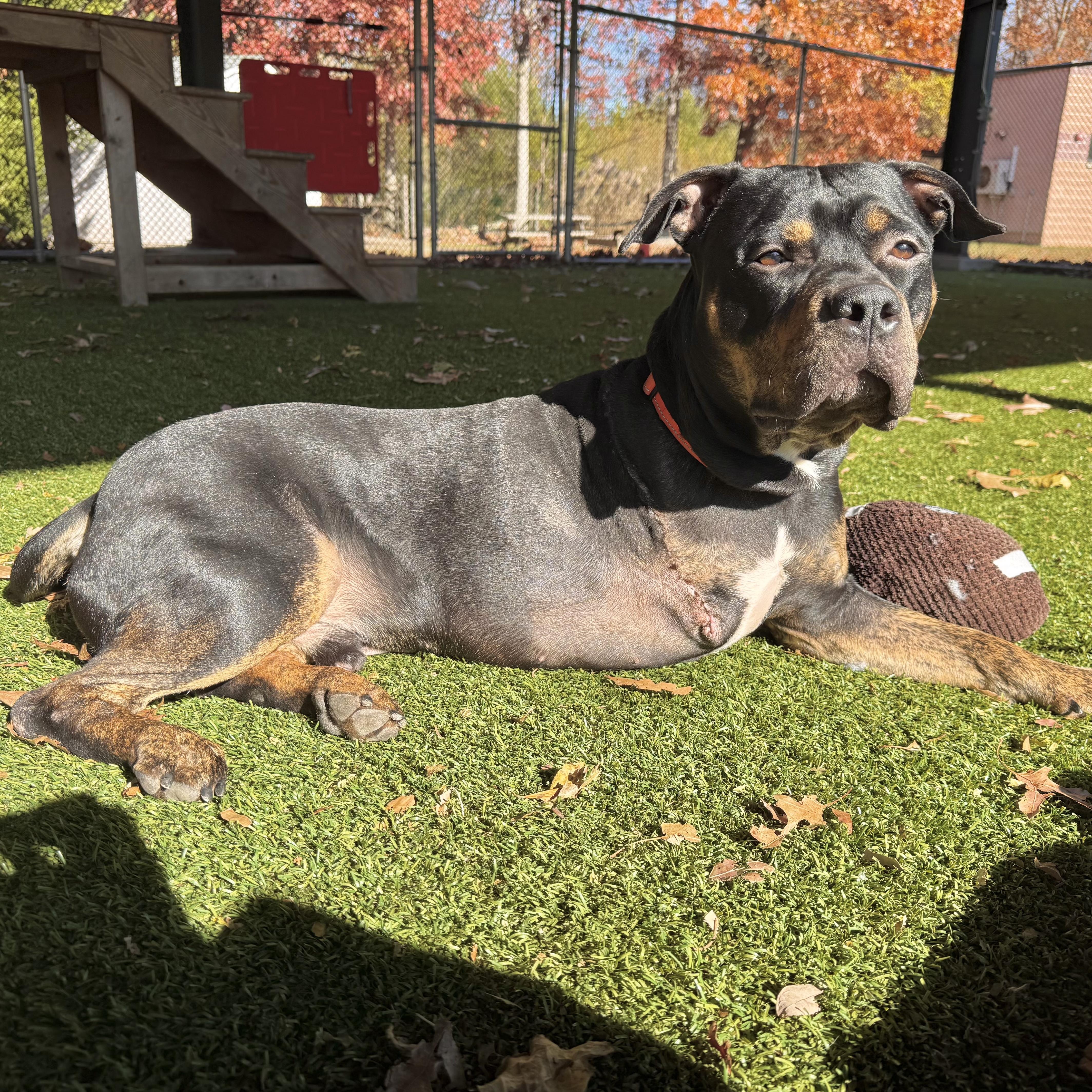 Enlarge Rocco, a Adoptable mixed breed in Eatontown, NJ image 5/6