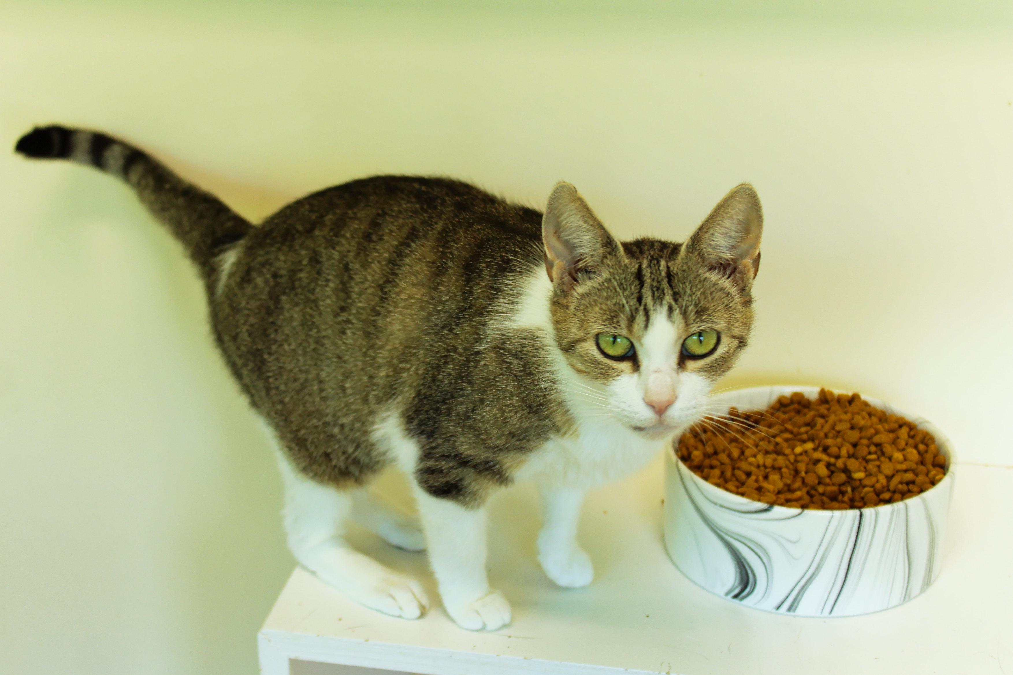 Jasmine, a ADOPTABLE Domestic Short Hair in Urbana, OH image 4/6