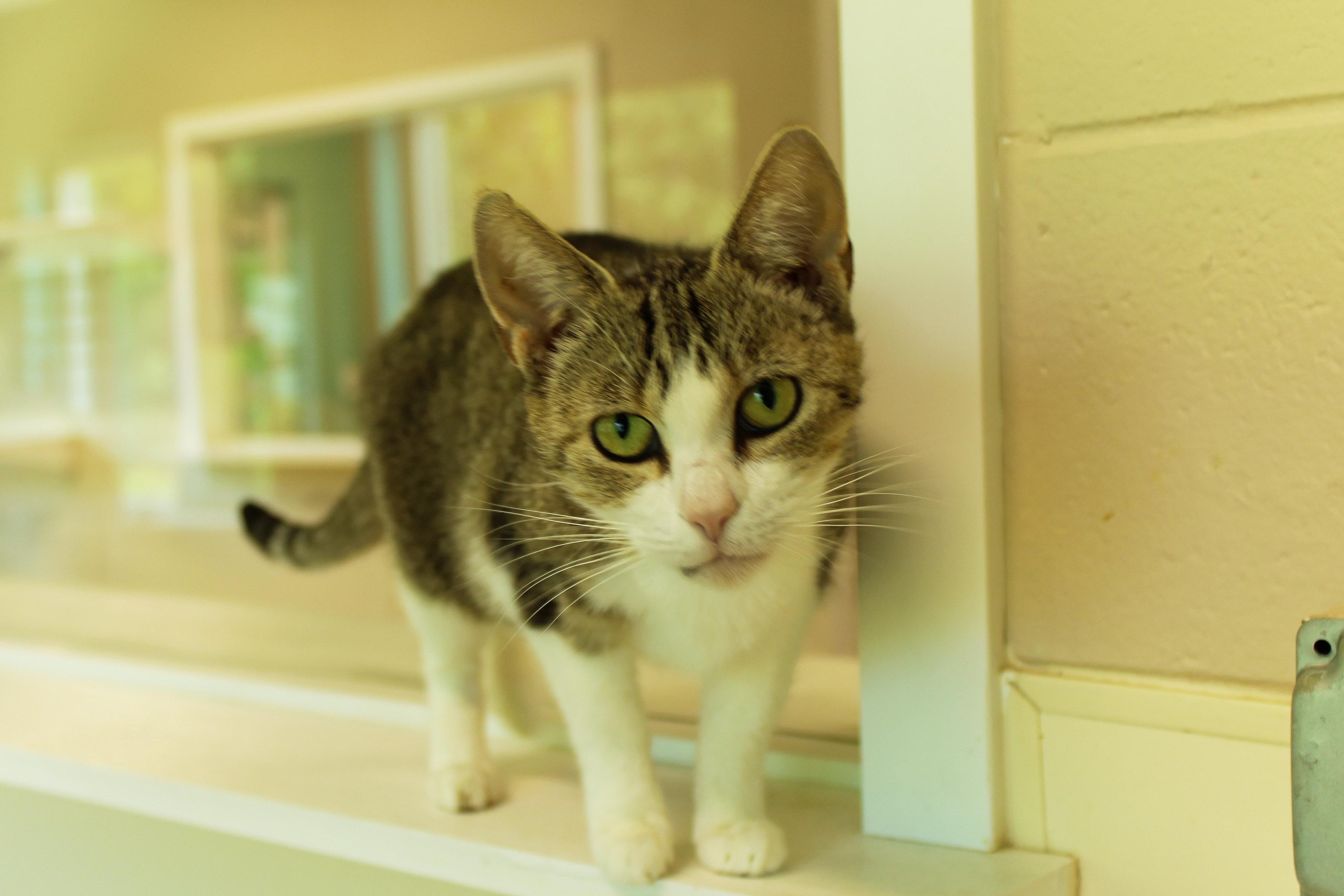 Jasmine, a ADOPTABLE Domestic Short Hair in Urbana, OH image 1/6