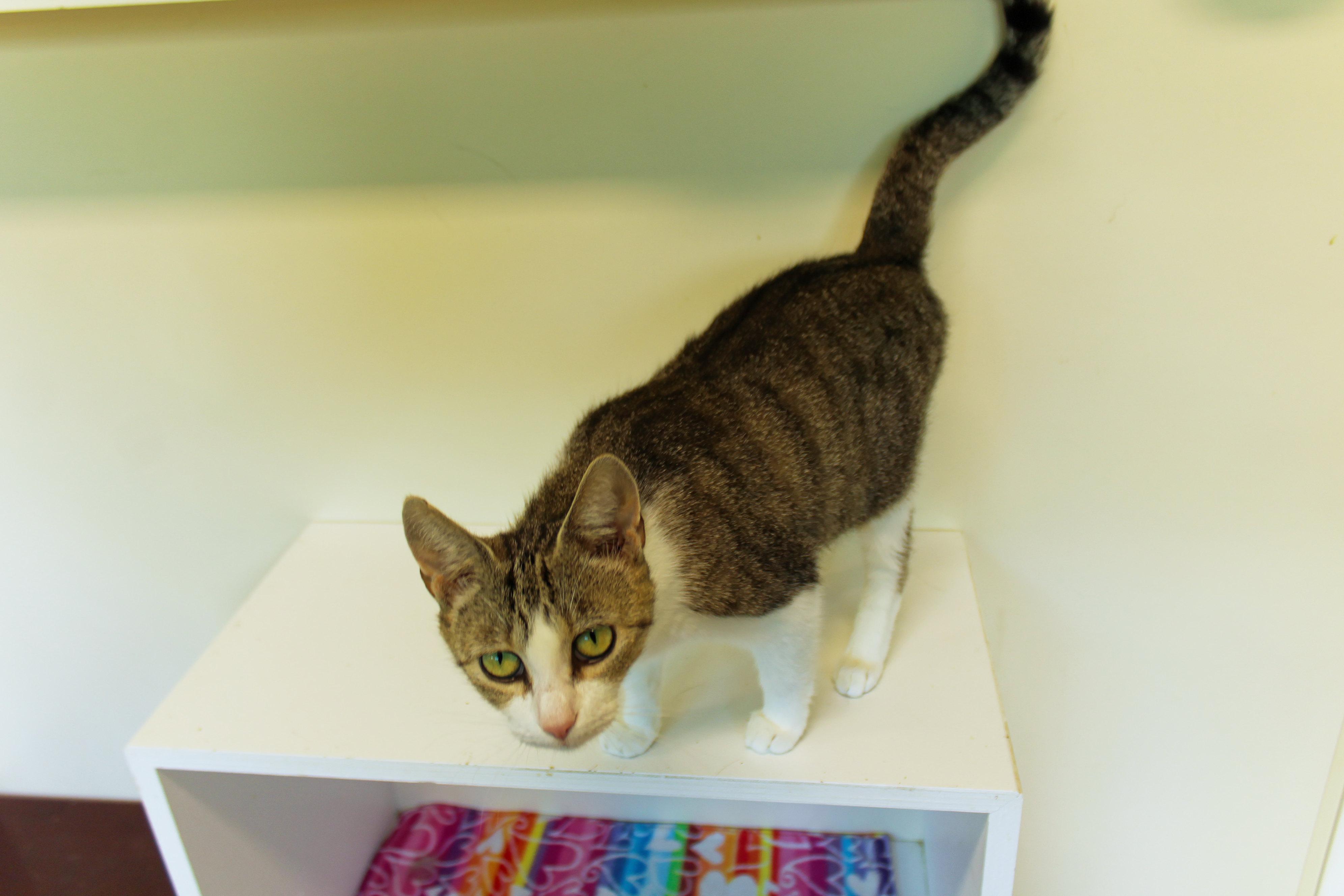 Jasmine, a ADOPTABLE Domestic Short Hair in Urbana, OH image 2/6