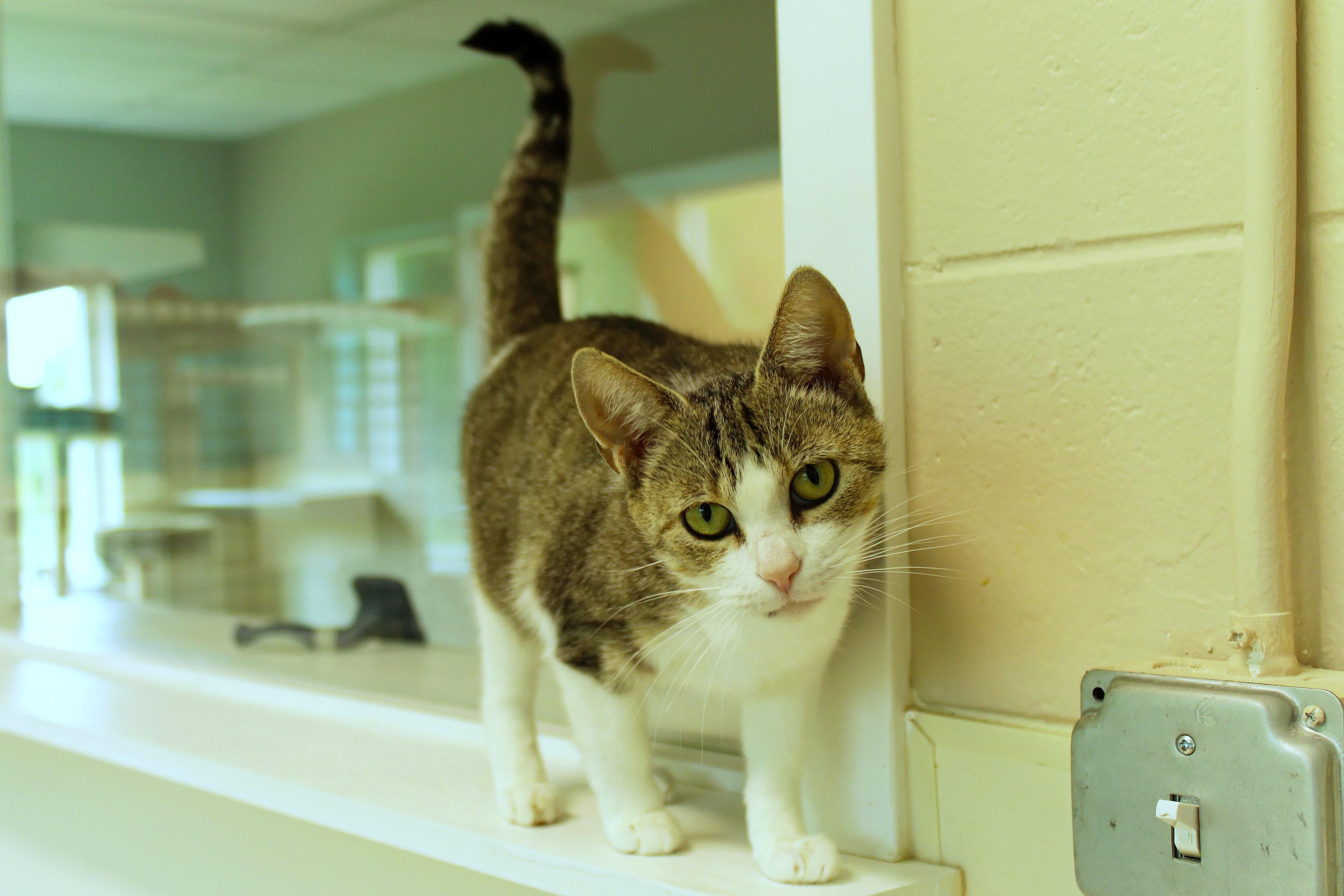 Jasmine, a ADOPTABLE Domestic Short Hair in Urbana, OH image 3/6