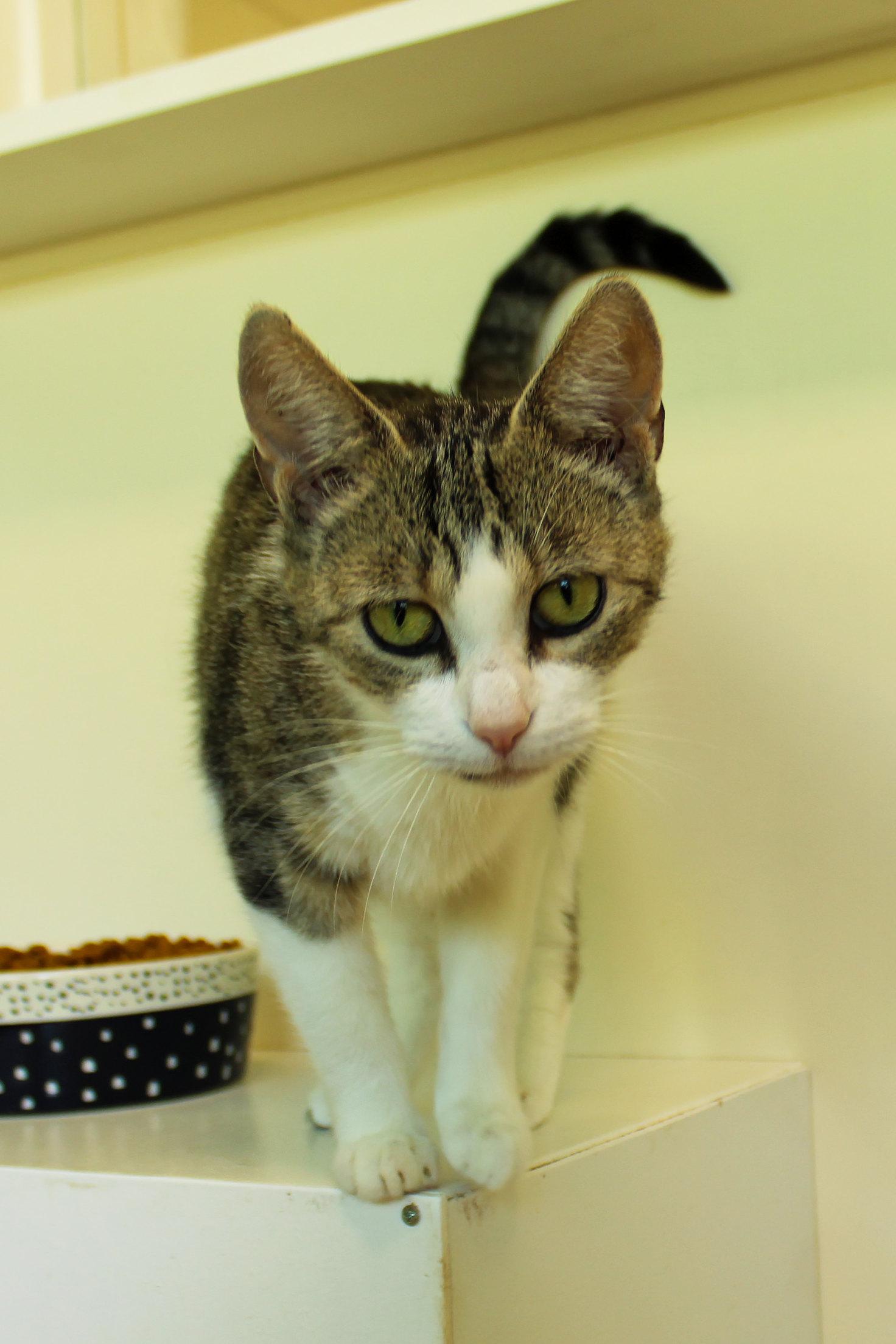 Jasmine, a ADOPTABLE Domestic Short Hair in Urbana, OH image 6/6