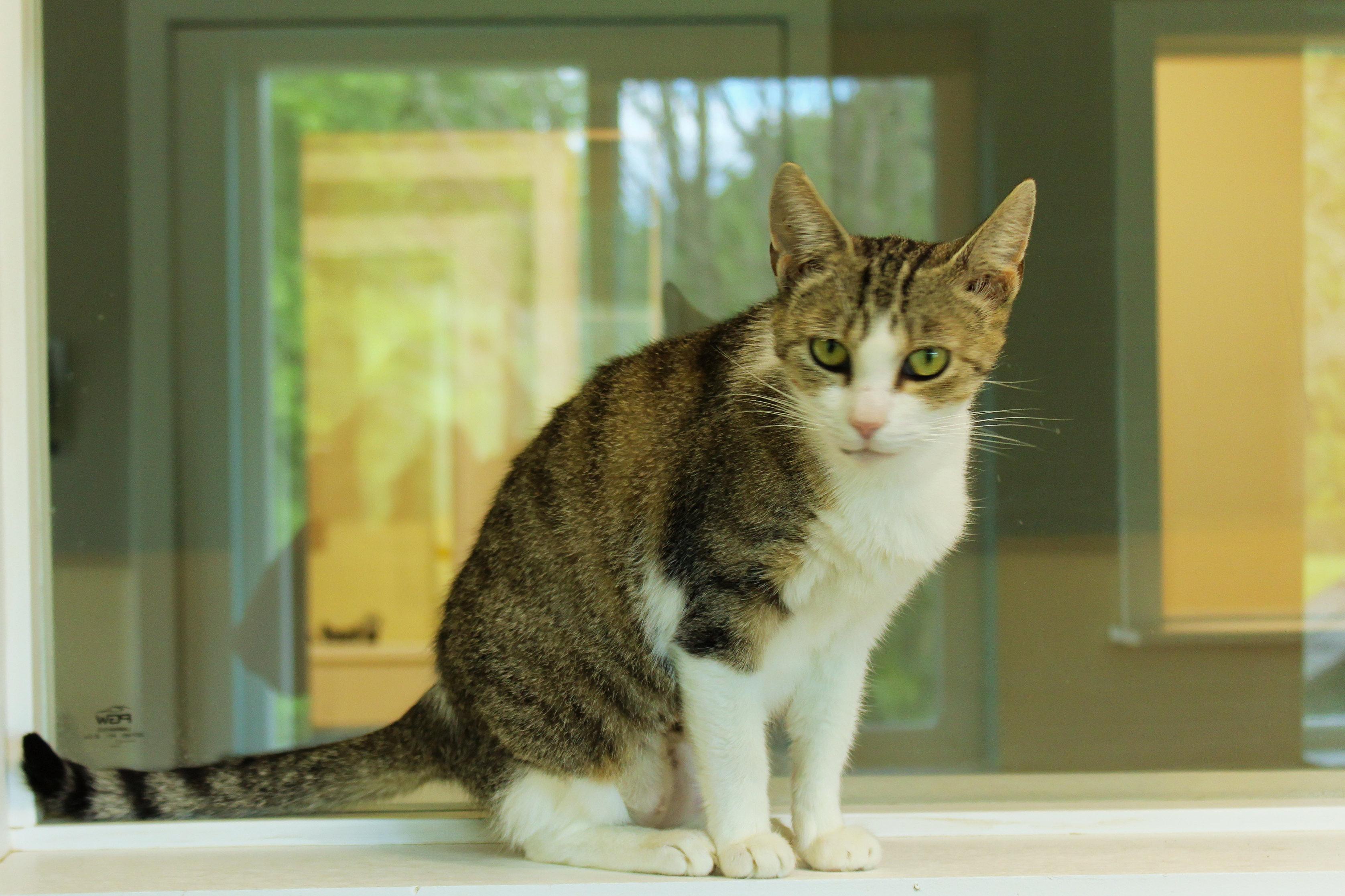 Jasmine, a ADOPTABLE Domestic Short Hair in Urbana, OH image 5/6