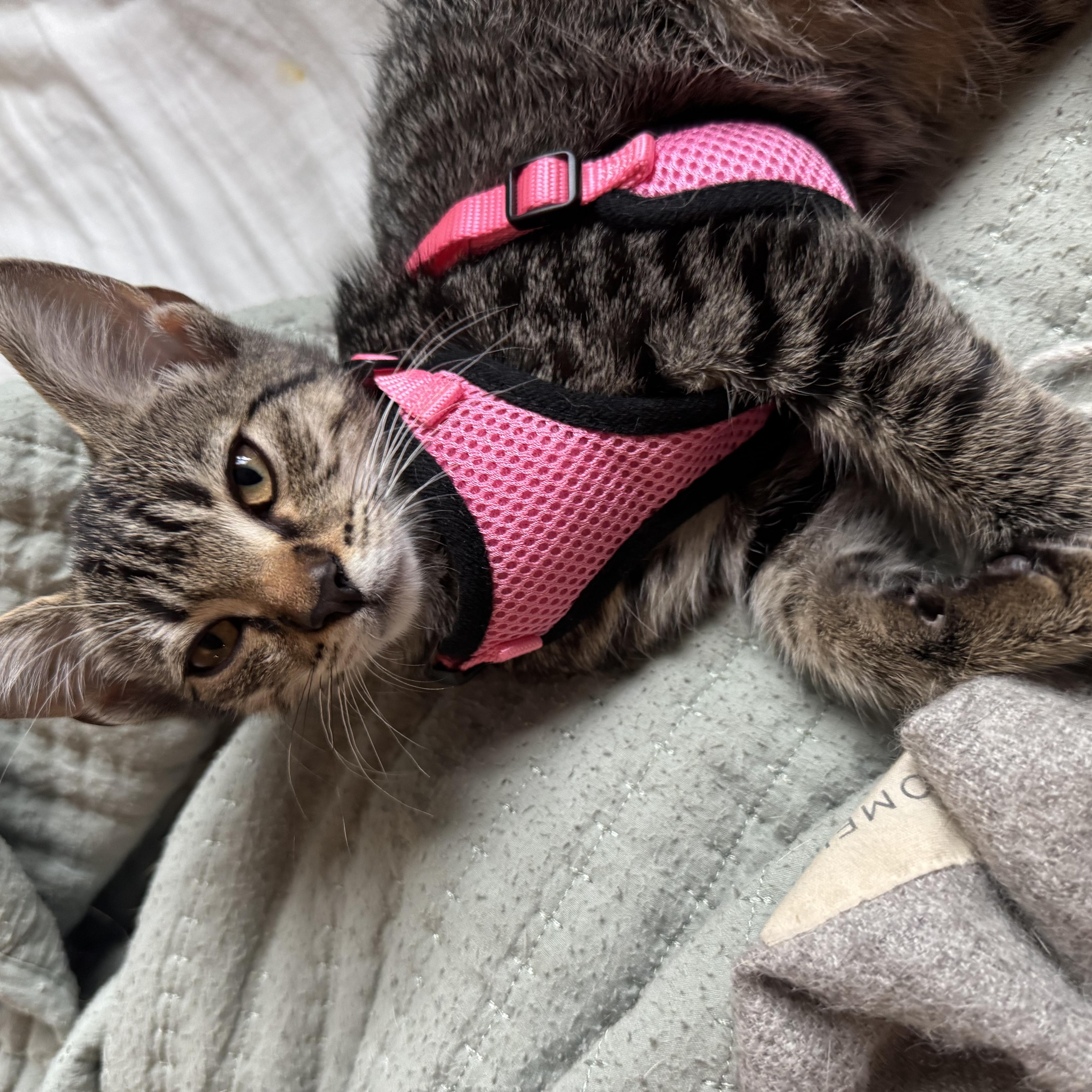 Folsie, a Adoptable Domestic Short Hair in St. Petersburg, FL image 3/4