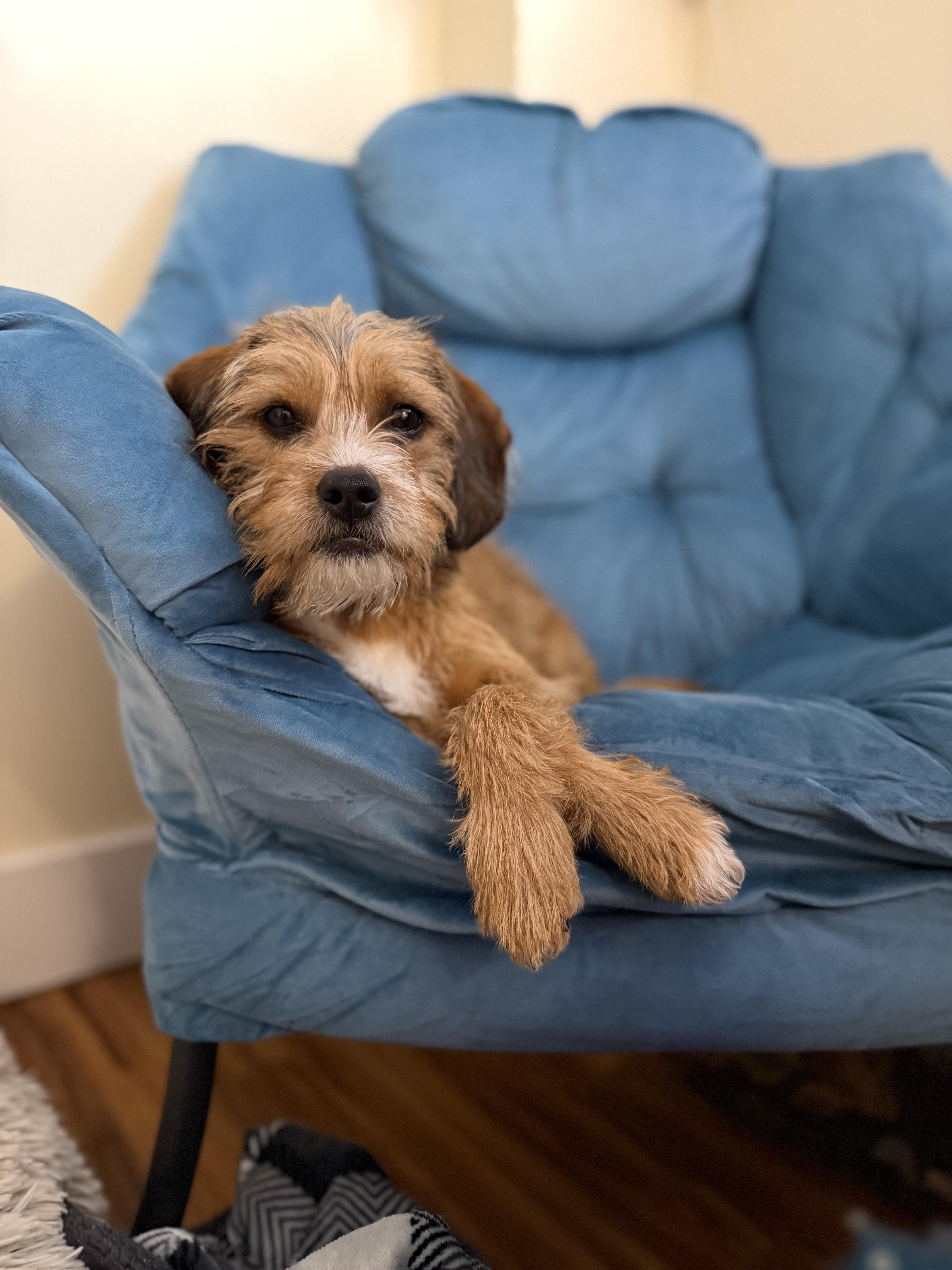 Bumblebee , adopted, Puppy Female Mixed Breed.