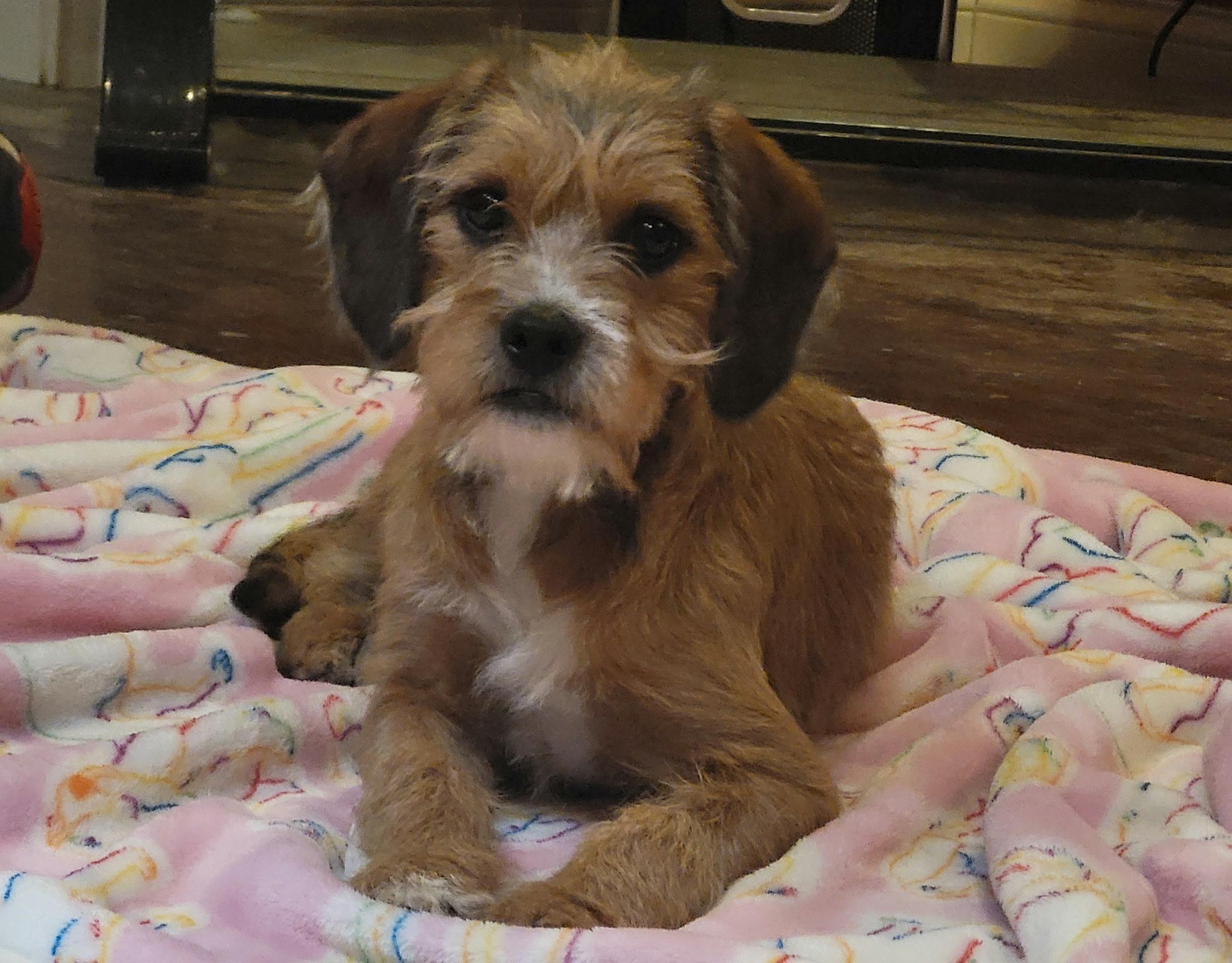 Enlarge Bumblebee , an adopted mixed breed in Goshen, NH image 4/4