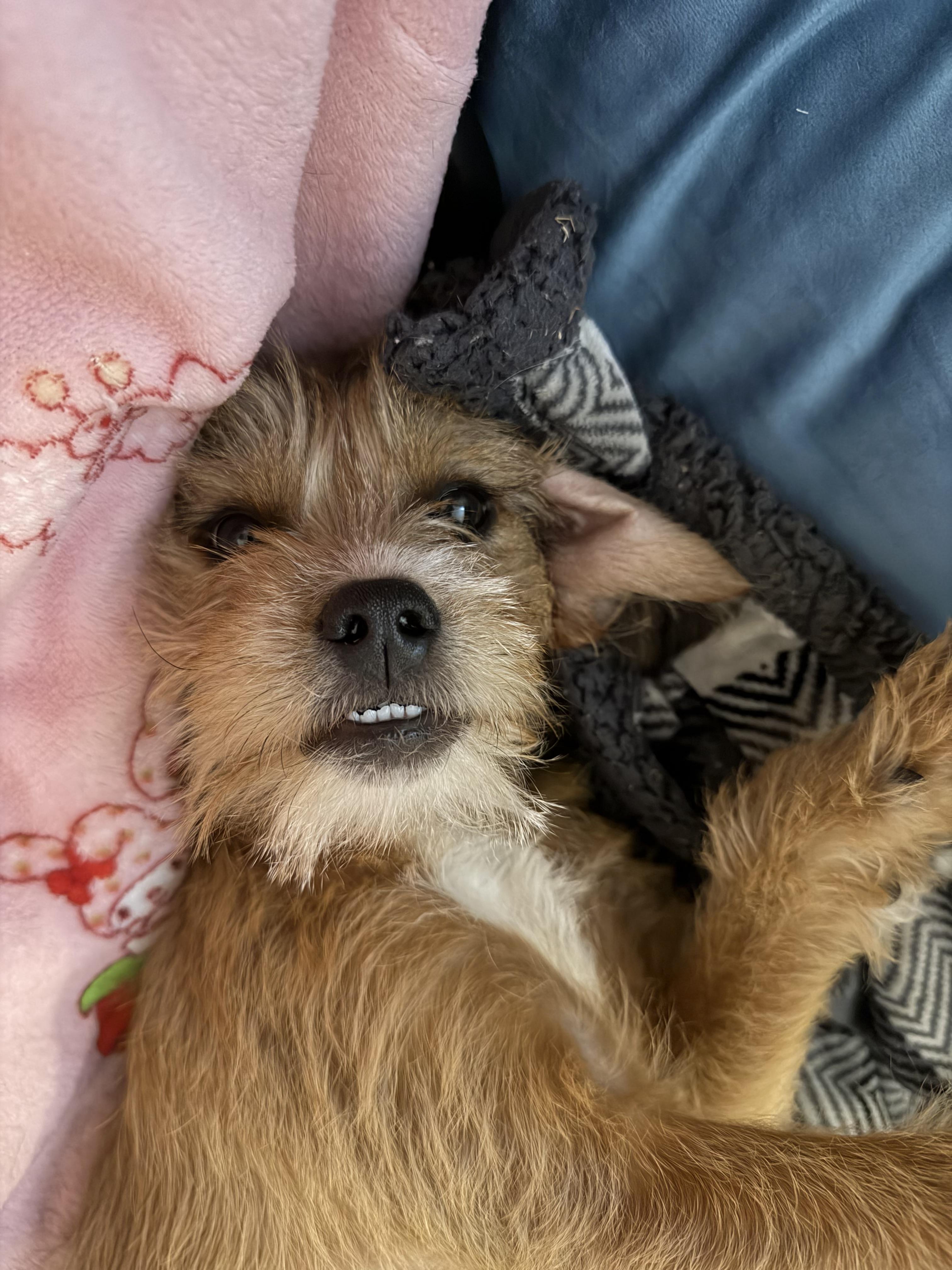 Enlarge Bumblebee , an adopted mixed breed in Goshen, NH image 3/4