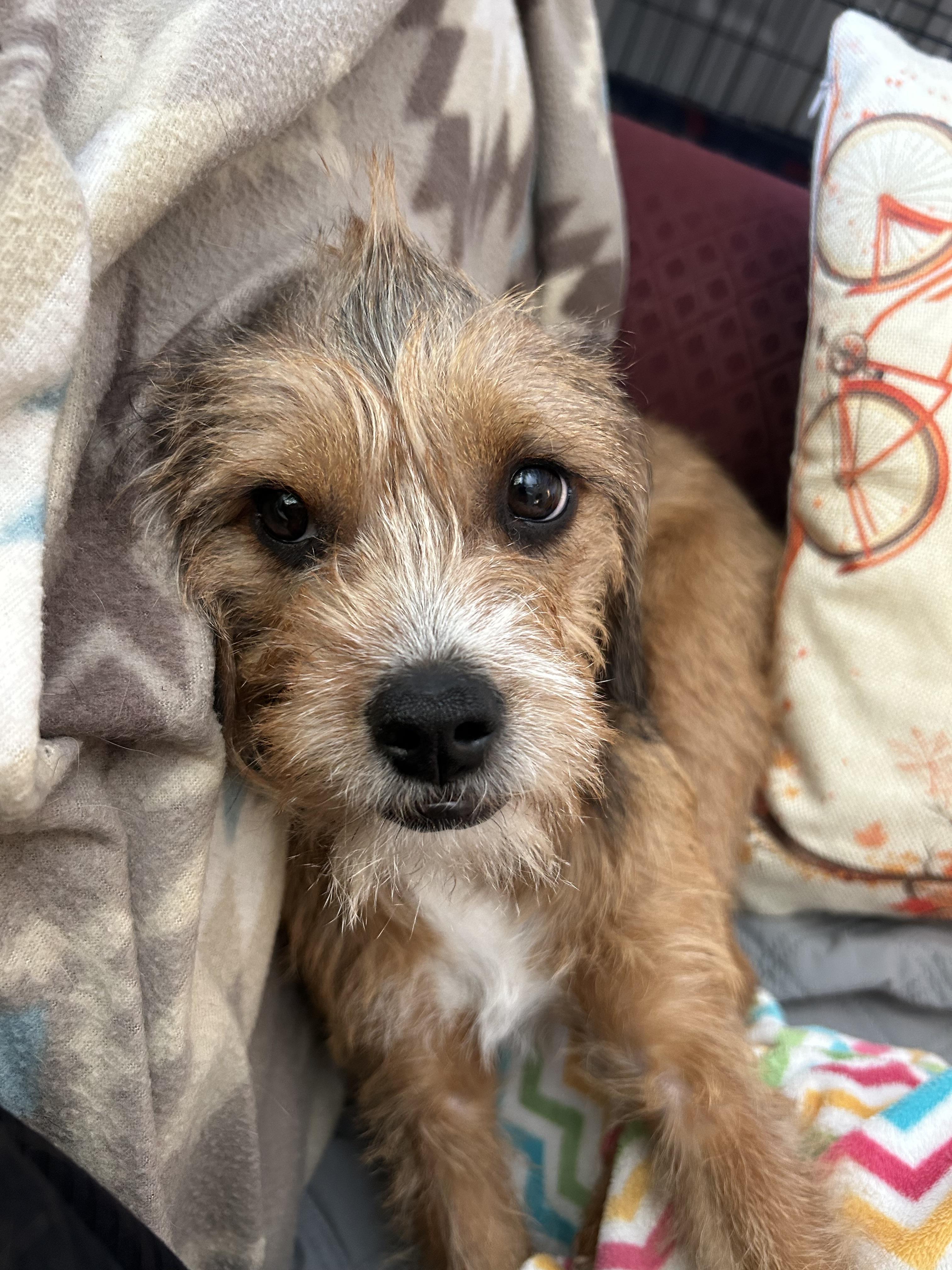 Enlarge Bumblebee , an adopted mixed breed in Goshen, NH image 2/4