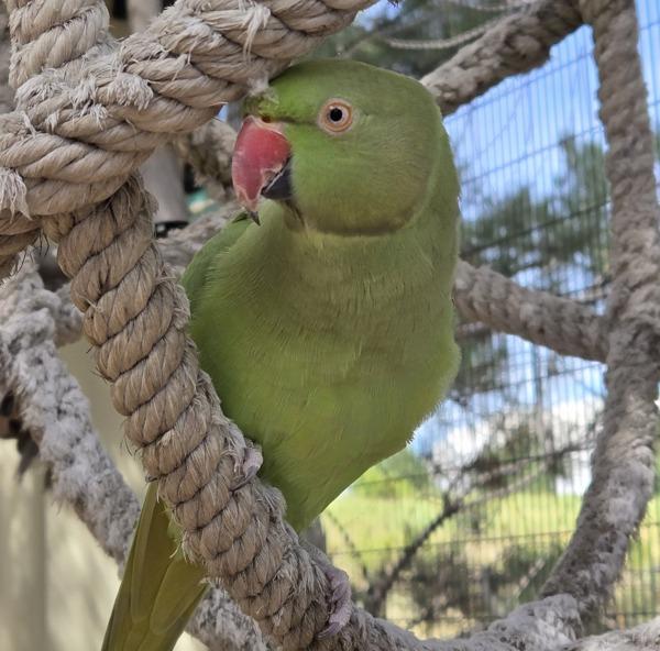 Amara, Adoptable, Adult Female Ringneck / Psittacula.