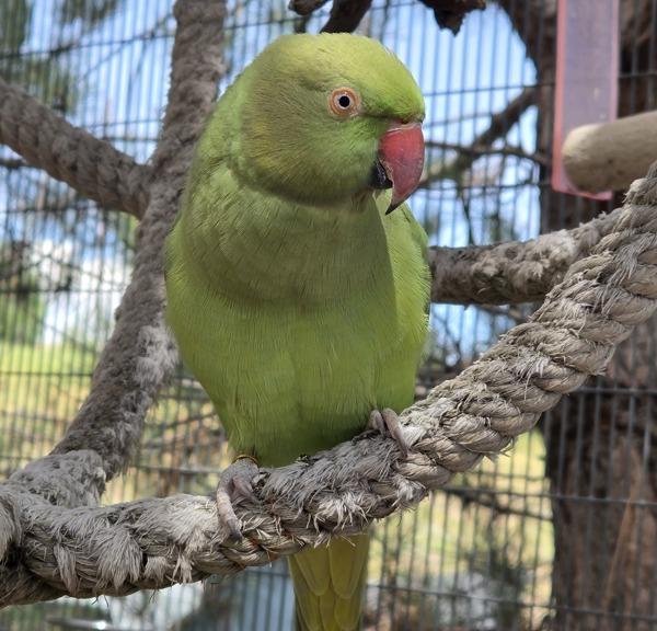 Enlarge Amara, a Adoptable Ringneck / Psittacula in Elizabeth, CO image 5/6