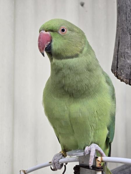 Enlarge Amara, a Adoptable Ringneck / Psittacula in Elizabeth, CO image 6/6