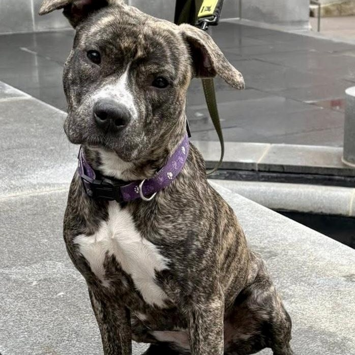 Madeline, ADOPTABLE, Young Female Pit Bull Terrier.