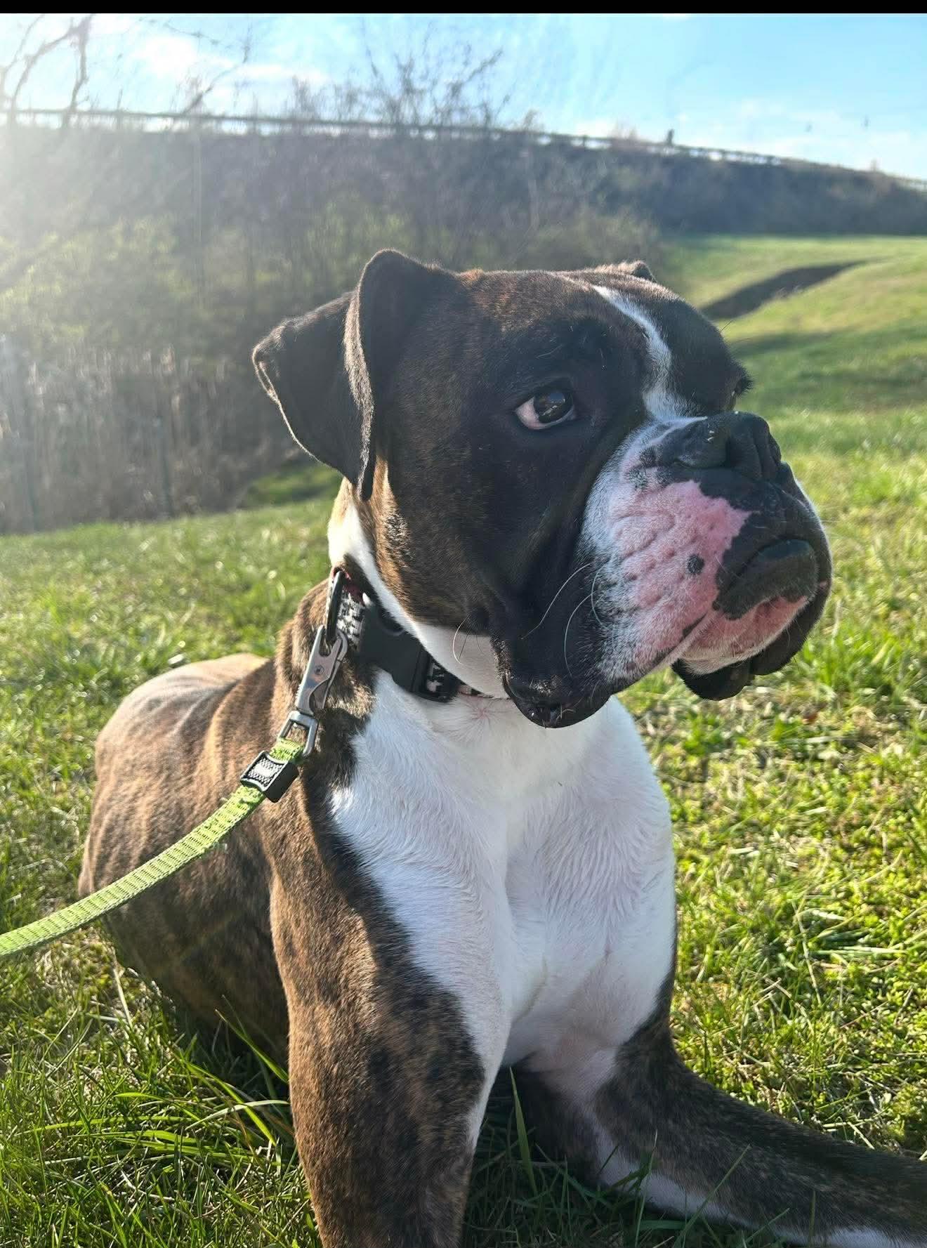 Enlarge Deuce, a Adoptable Boxer in Monticello, NY image 1/2