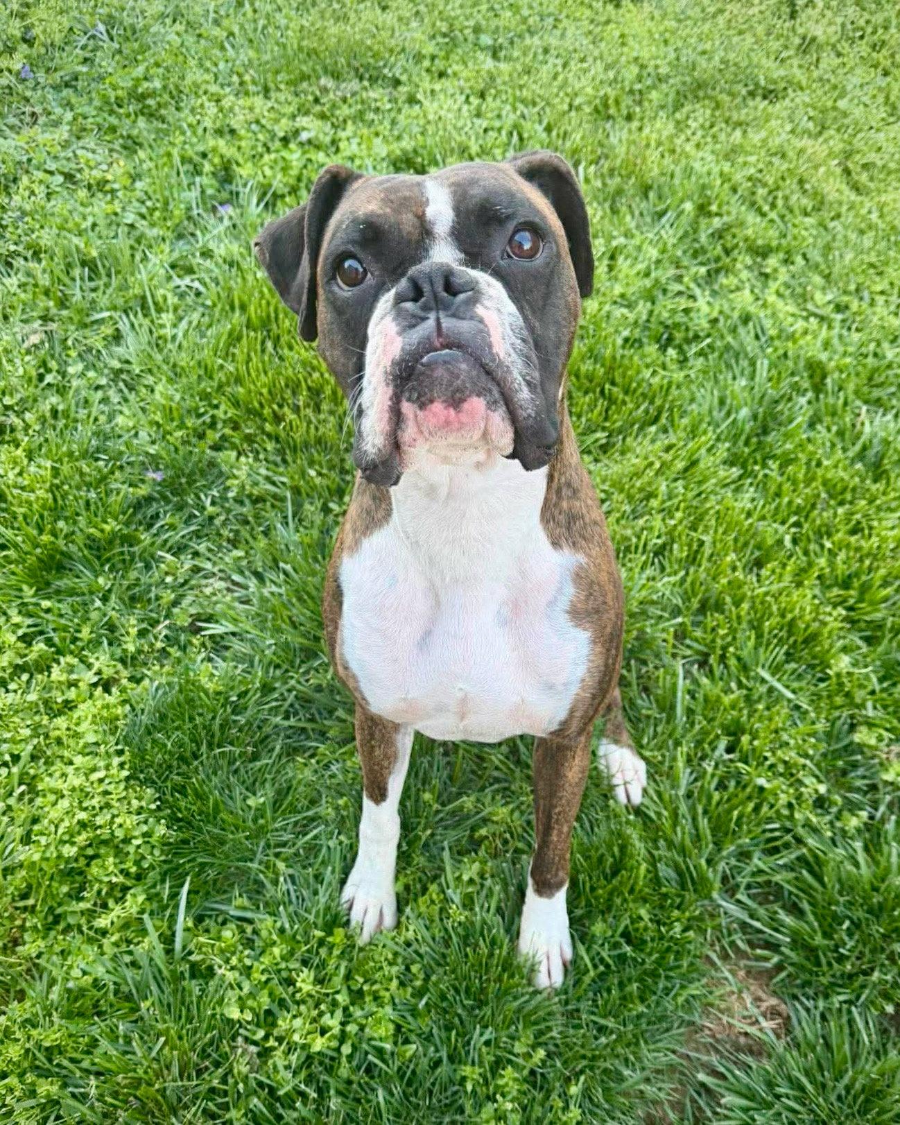 Enlarge Deuce, a Adoptable Boxer in Monticello, NY image 2/2
