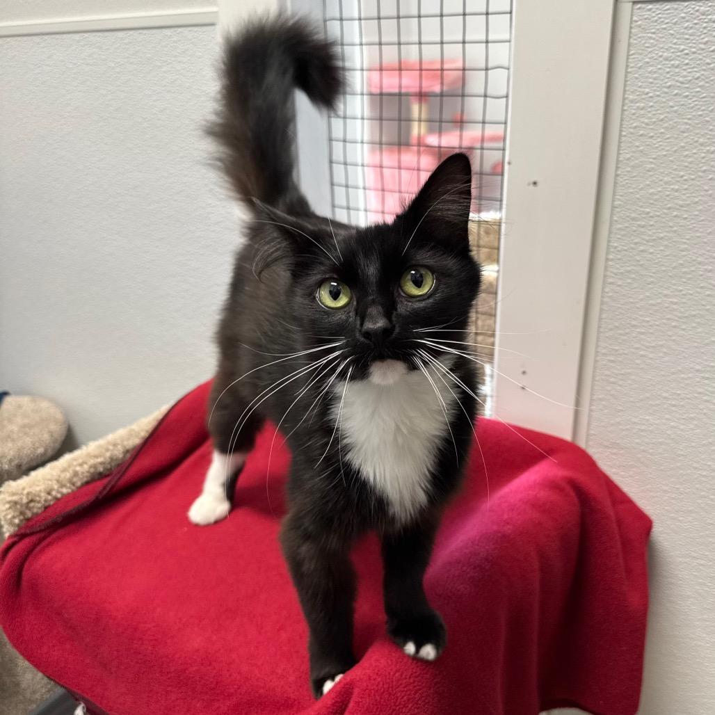 Enlarge Rhonda Rowsey, a Adoptable Domestic Medium Hair in Port Angeles, WA image 1/6