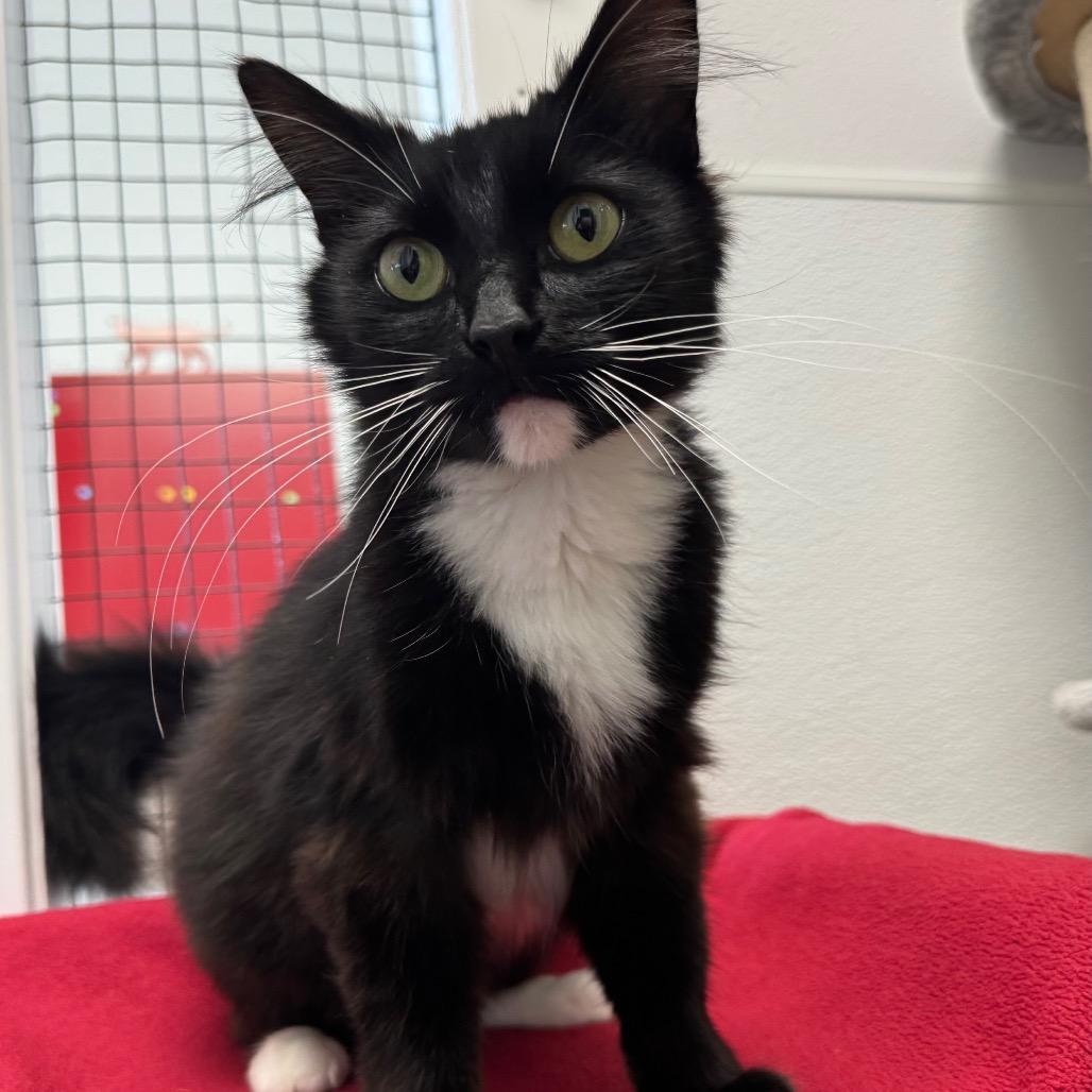 Enlarge Rhonda Rowsey, a Adoptable Domestic Medium Hair in Port Angeles, WA image 2/6