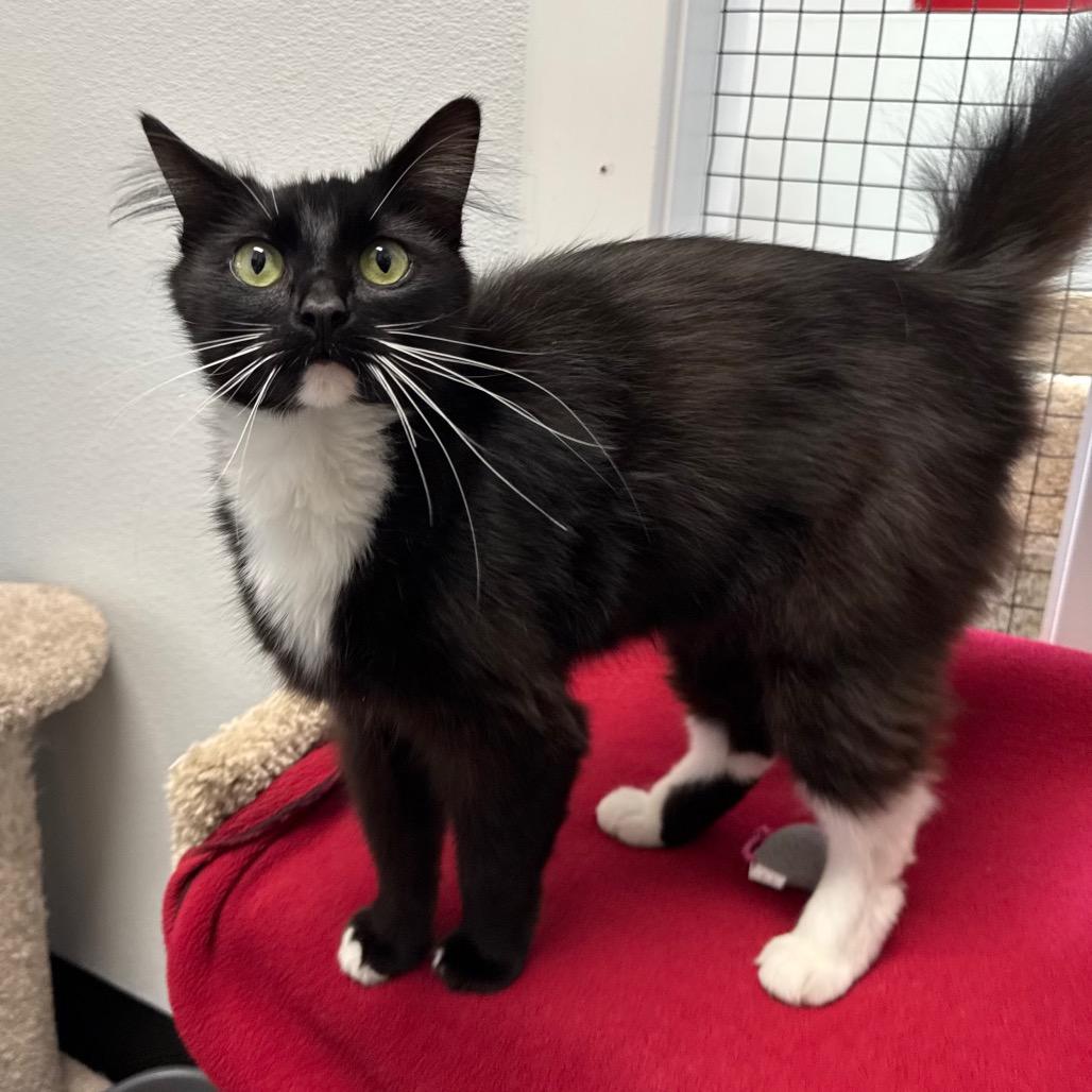 Enlarge Rhonda Rowsey, a Adoptable Domestic Medium Hair in Port Angeles, WA image 3/6