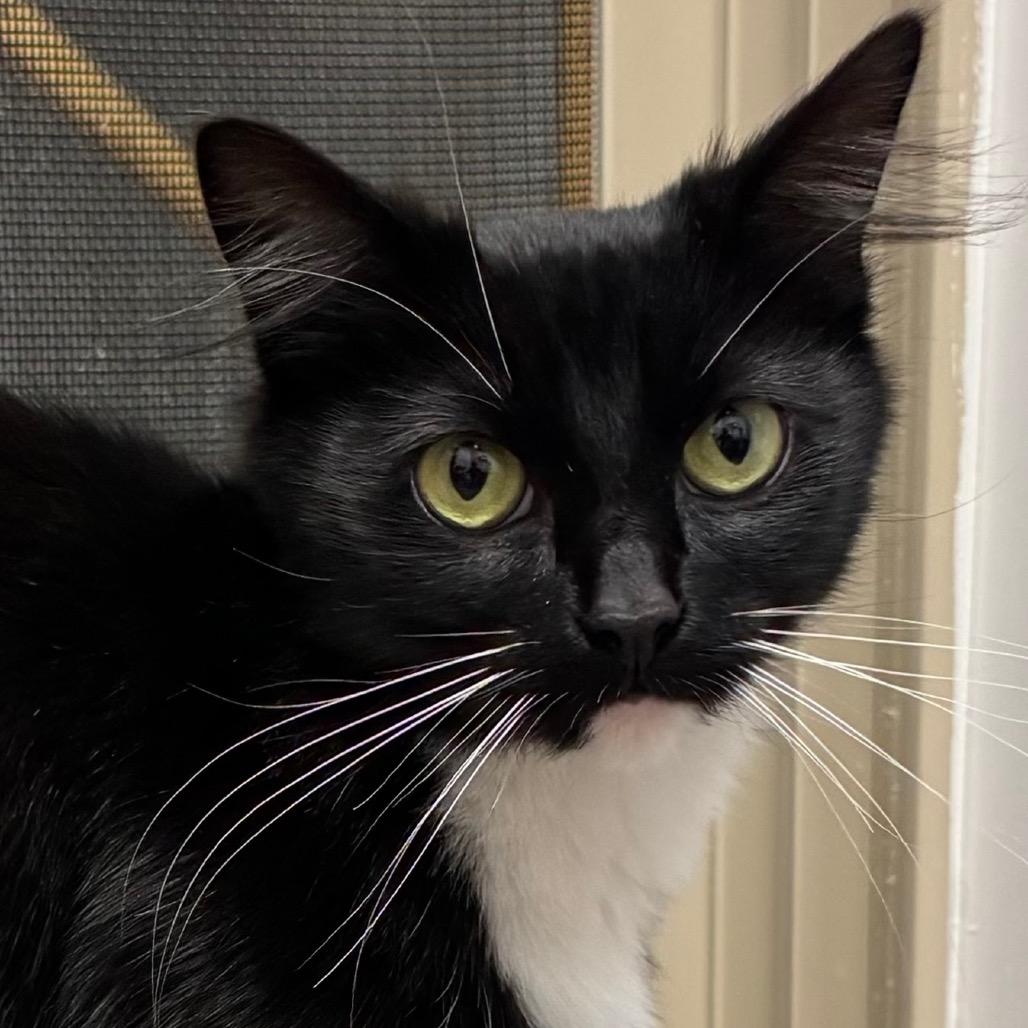 Enlarge Rhonda Rowsey, a Adoptable Domestic Medium Hair in Port Angeles, WA image 4/6