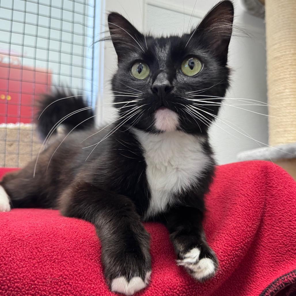 Enlarge Rhonda Rowsey, a Adoptable Domestic Medium Hair in Port Angeles, WA image 5/6