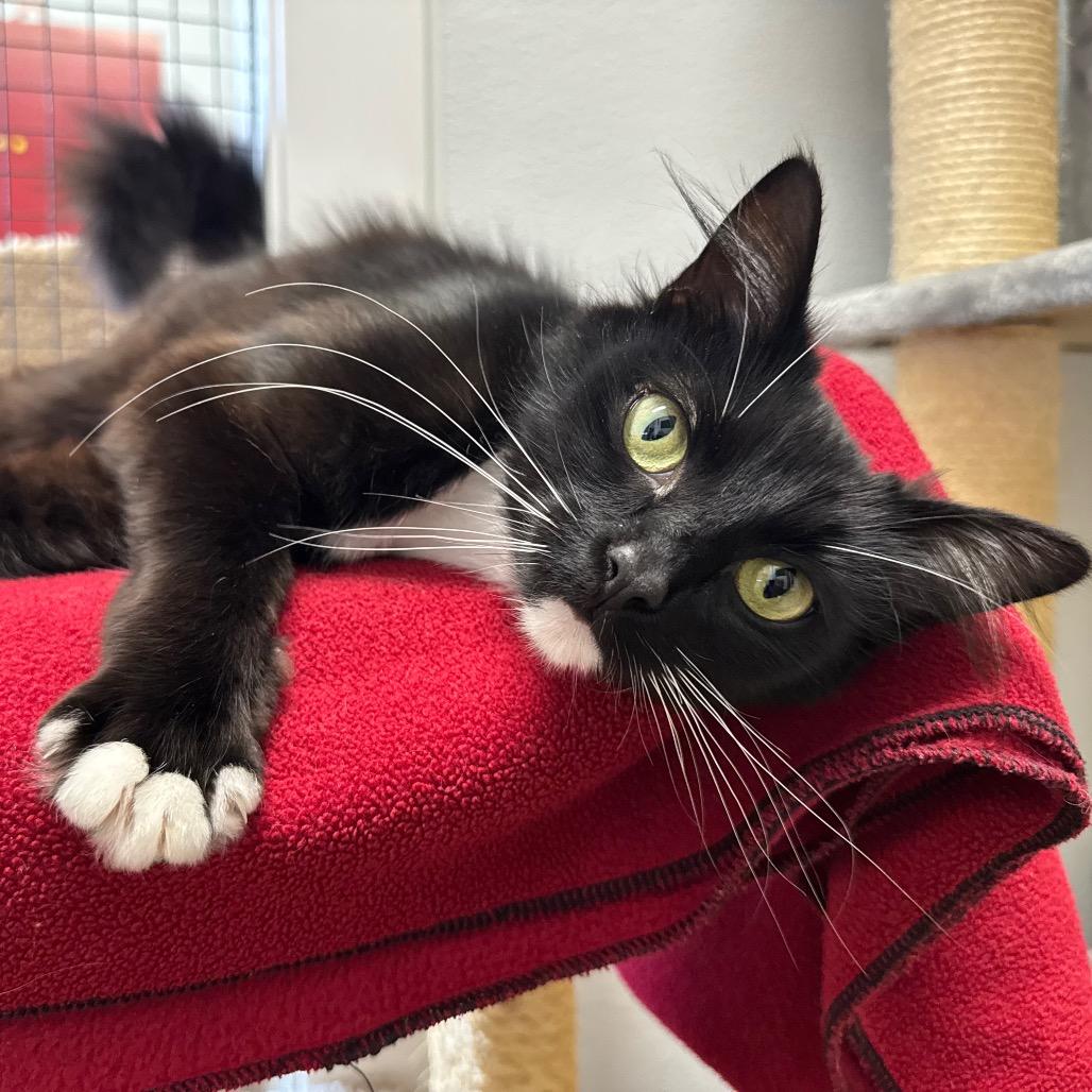 Enlarge Rhonda Rowsey, a Adoptable Domestic Medium Hair in Port Angeles, WA image 6/6