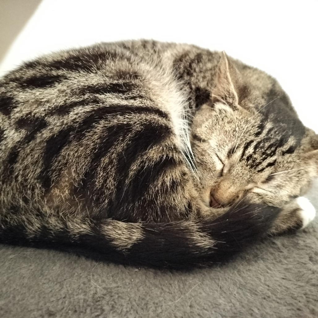 Dahlia, Adoptable, Adult Female Domestic Short Hair.