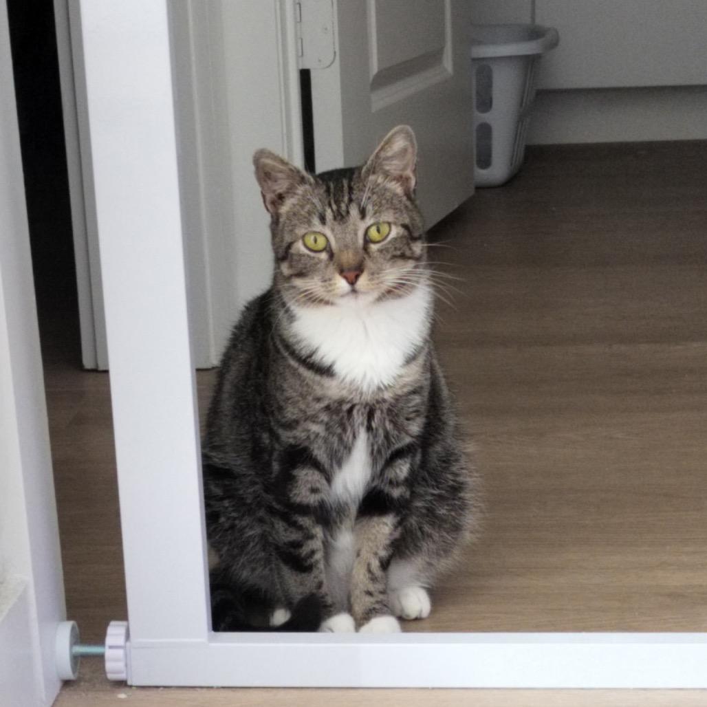 Enlarge Dahlia, a Adoptable Domestic Short Hair in Houston, TX image 3/3