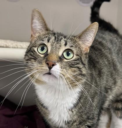 Enlarge Cooper, a Adoptable mixed breed in Gwinn, MI image 1/2