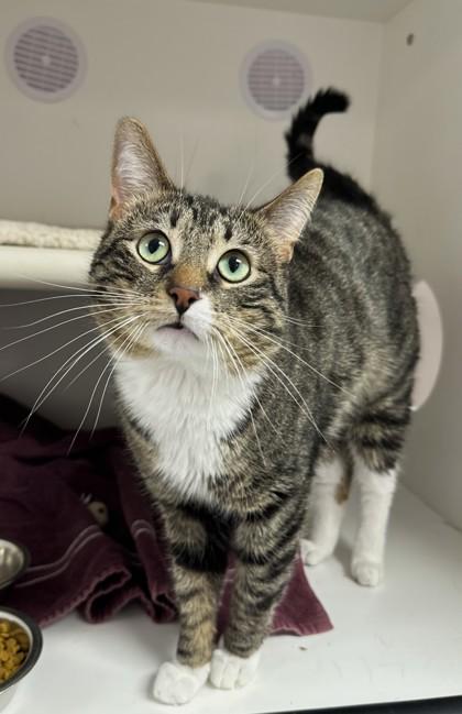 Enlarge Cooper, a Adoptable mixed breed in Gwinn, MI image 2/2