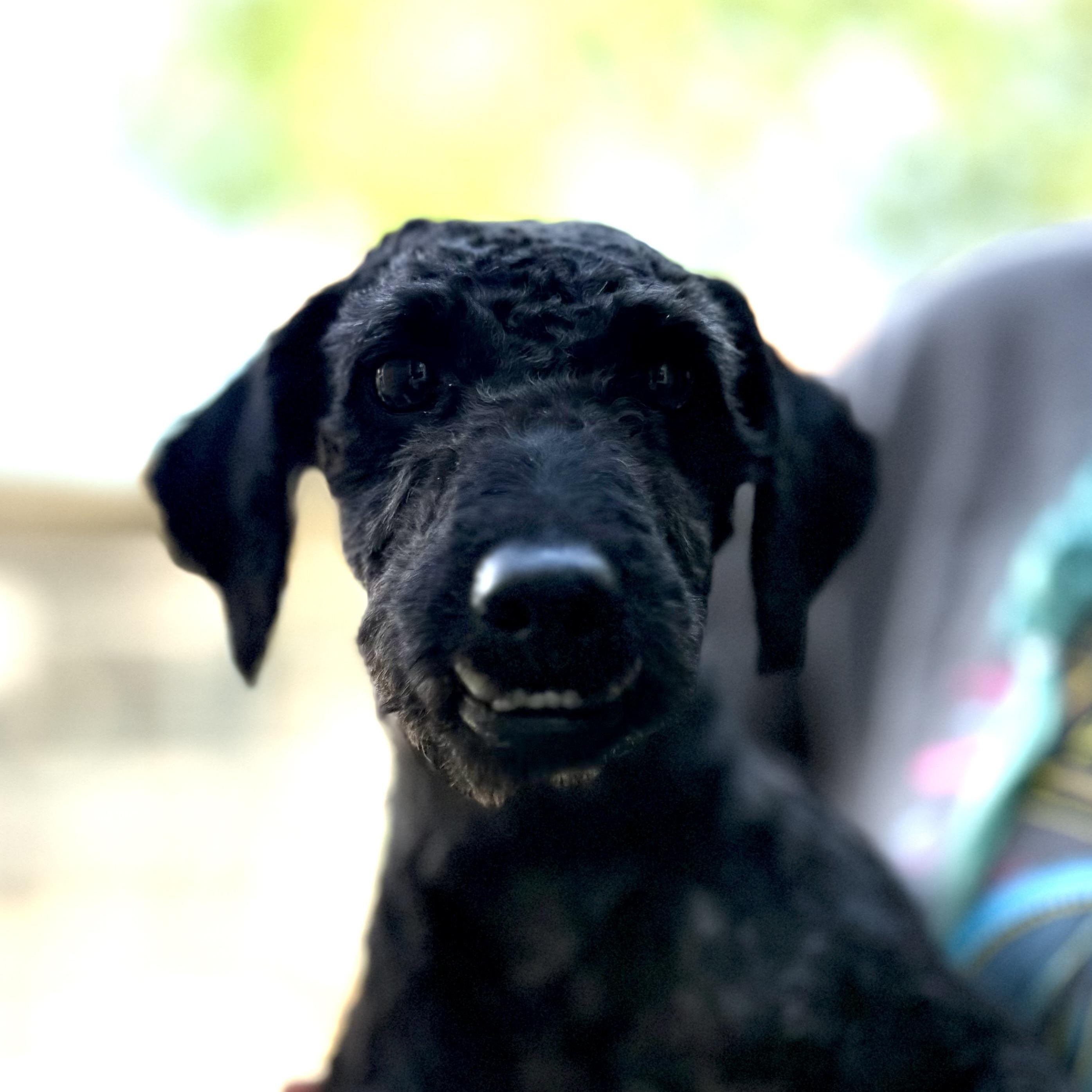Enlarge Tuckie, an adopted mixed breed in Anderson, IN image 1/1