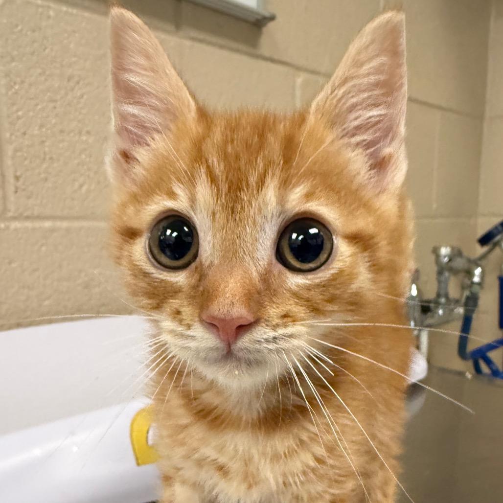 Enlarge Jenga, a Adoptable Domestic Short Hair in San Francisco, CA image 1/1