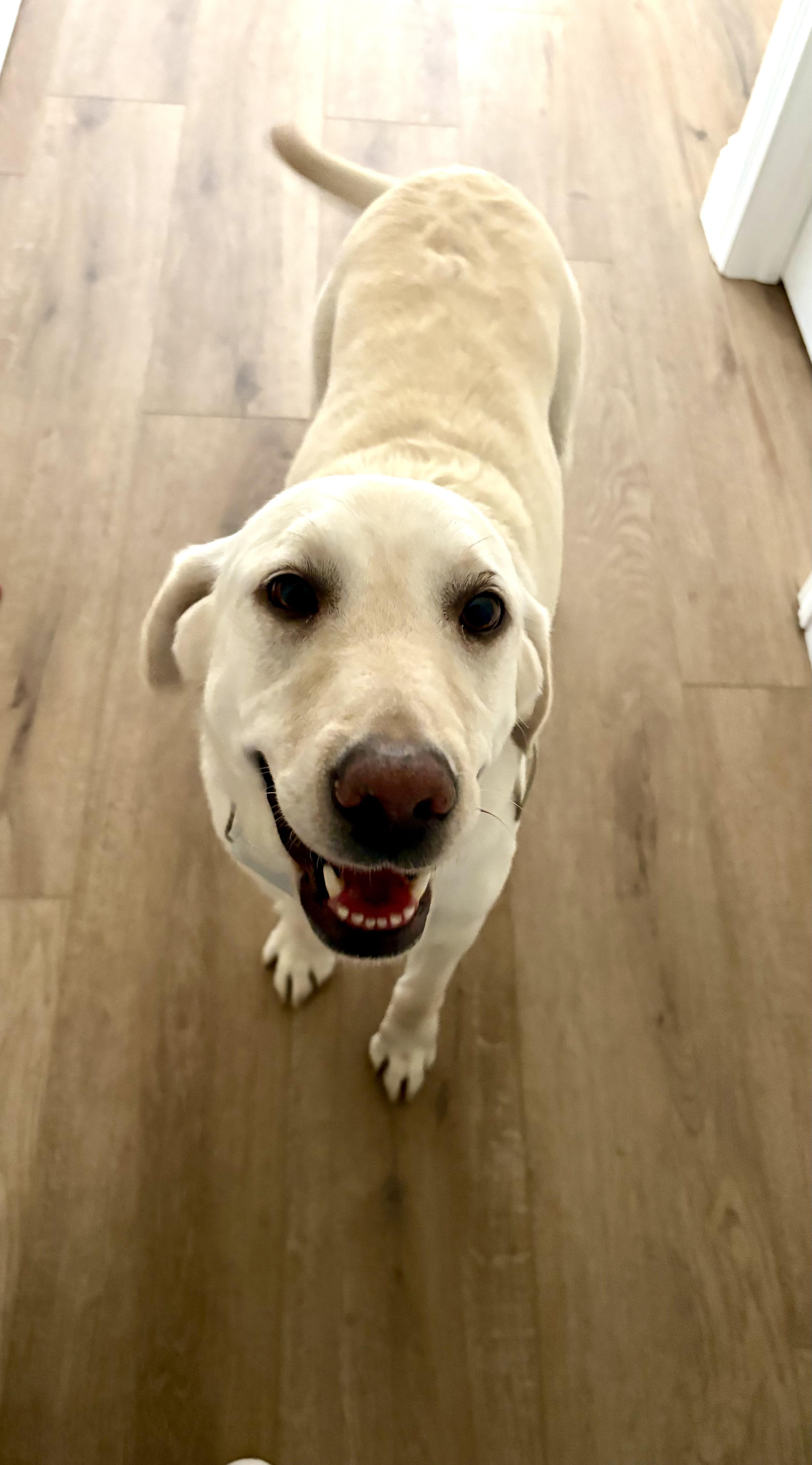 Enlarge Sugarcane, an adopted Labrador Retriever in Indianapolis, IN image 1/6