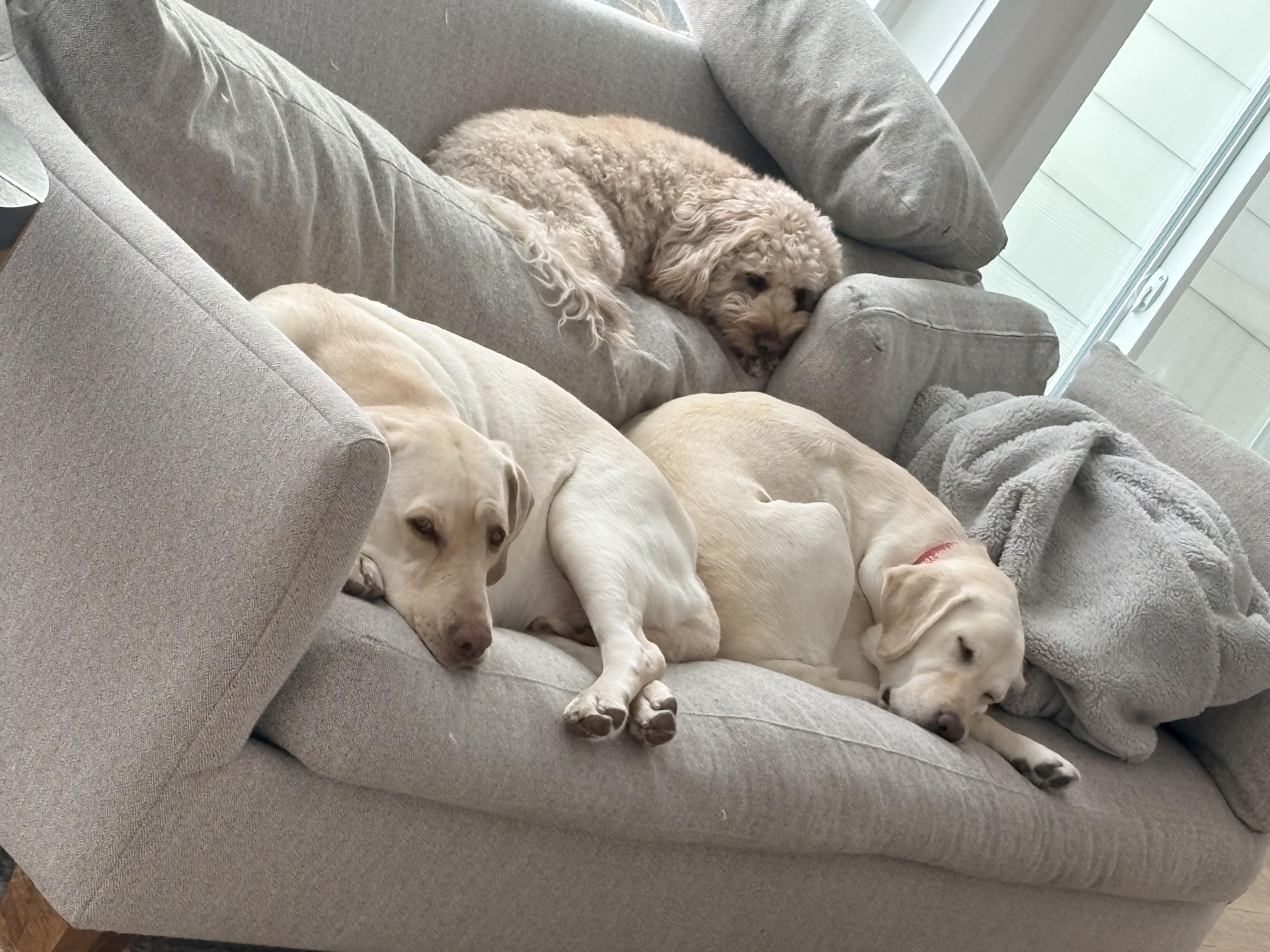Enlarge Sugarcane, an adopted Labrador Retriever in Indianapolis, IN image 3/6
