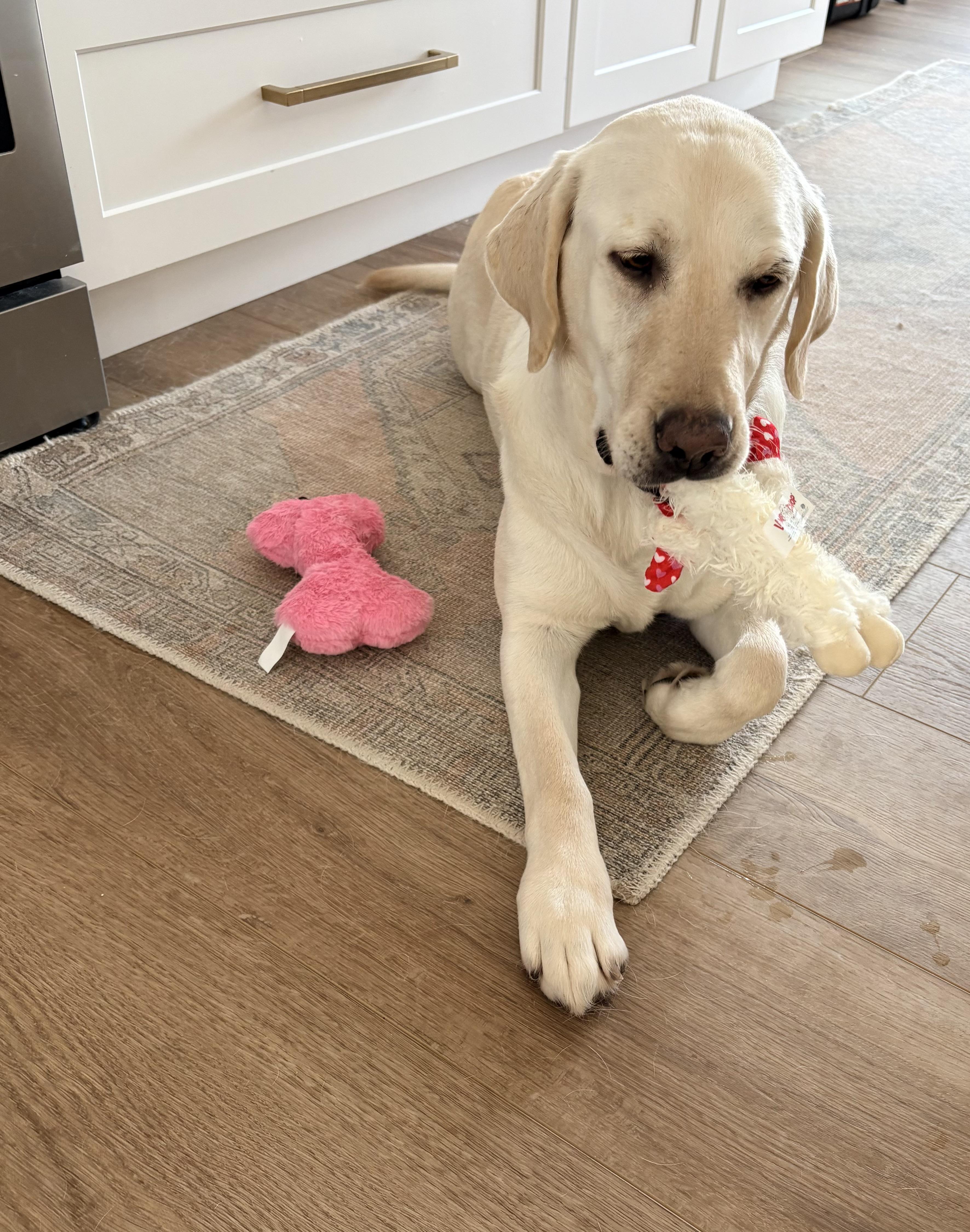 Enlarge Sugarcane, an adopted Labrador Retriever in Indianapolis, IN image 2/6