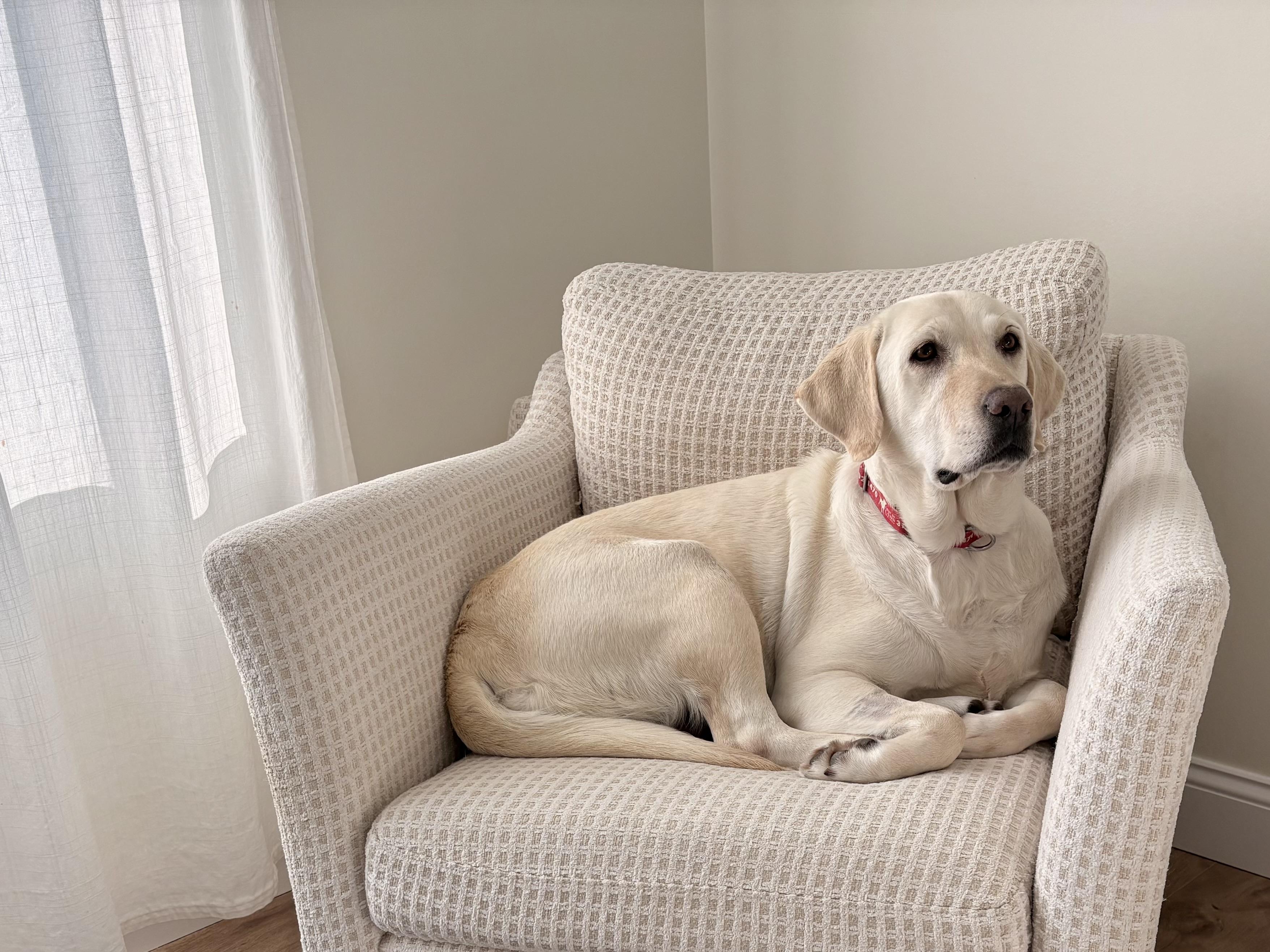 Enlarge Sugarcane, an adopted Labrador Retriever in Indianapolis, IN image 5/6