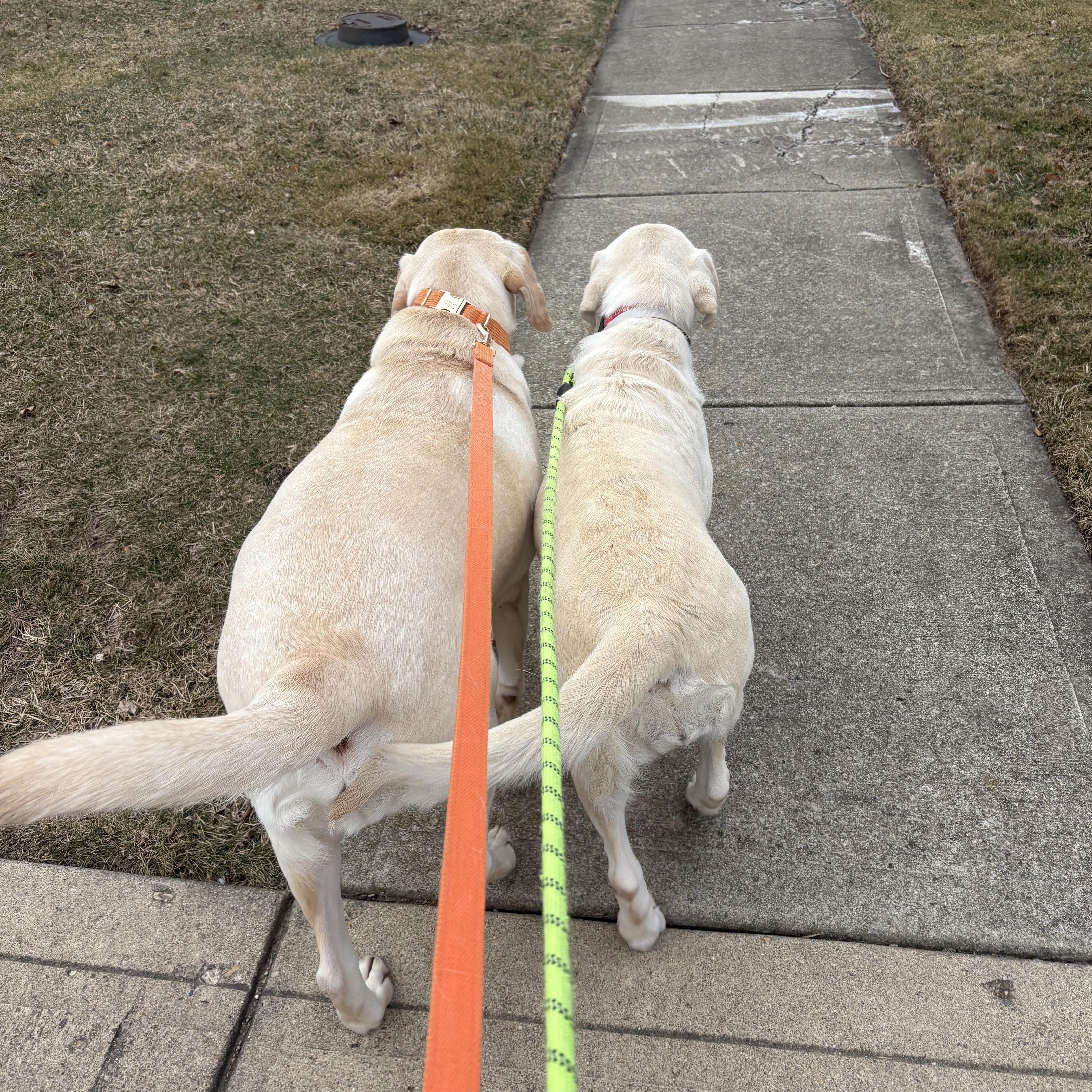 Enlarge Sugarcane, an adopted Labrador Retriever in Indianapolis, IN image 4/6