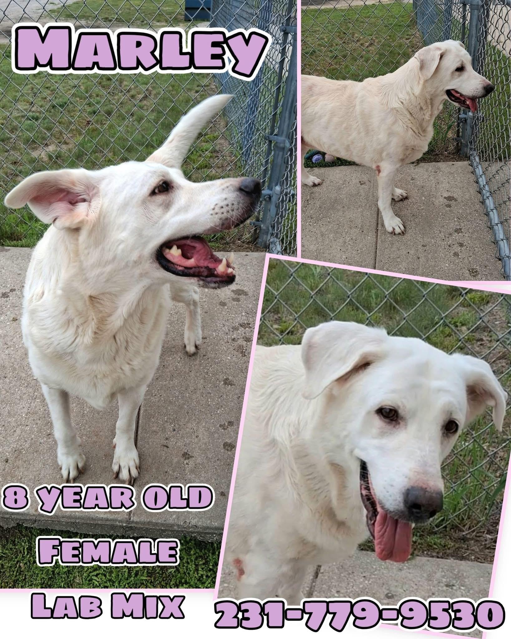 Enlarge MARLEY, a ADOPTABLE mixed breed in Cadillac, MI image 1/1