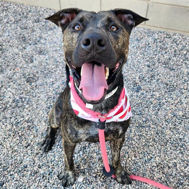Enlarge SHELDON, a Adoptable Pit Bull Terrier in Mesa, AZ image 1/1