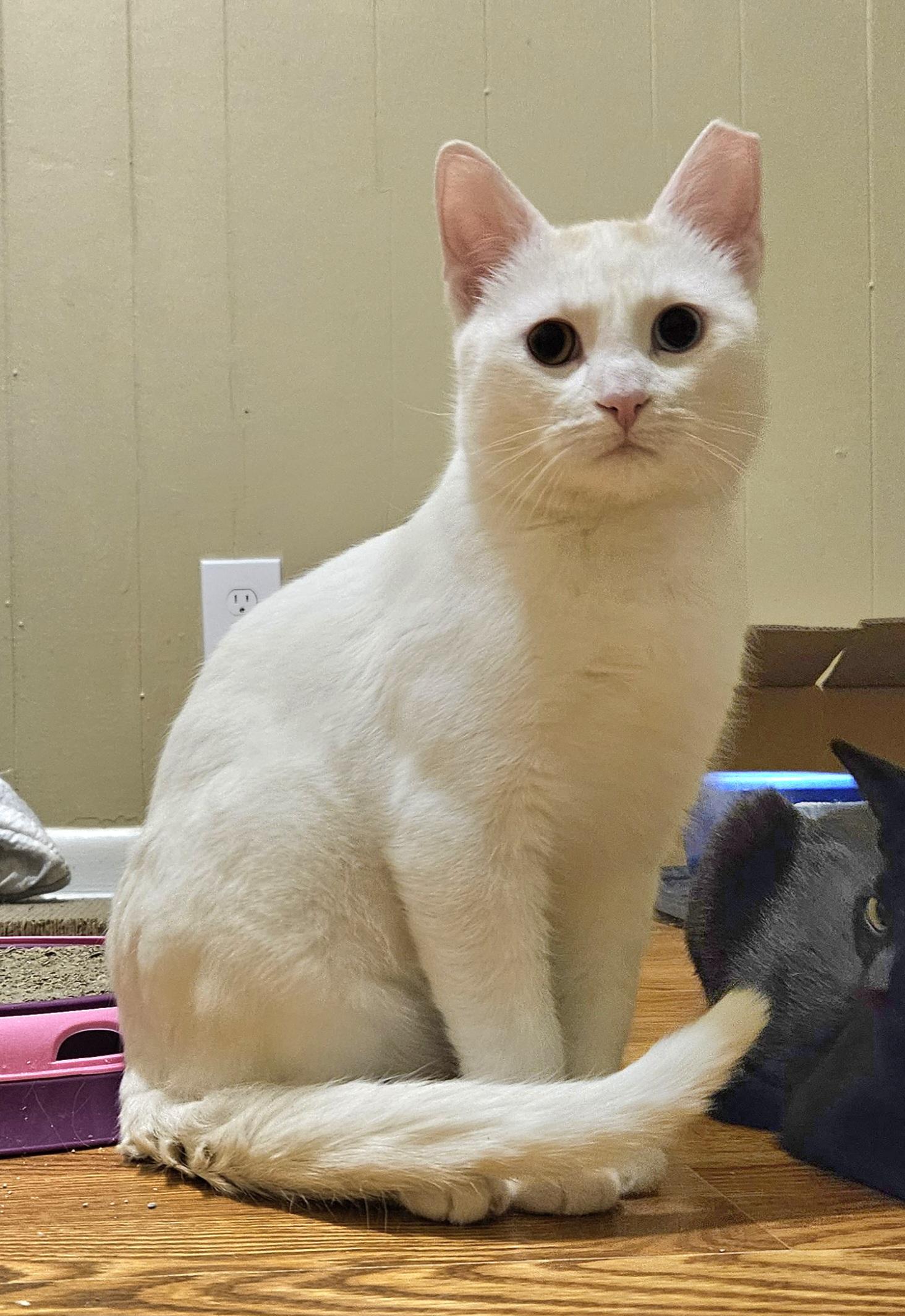 Enlarge Prism, a ADOPTABLE Domestic Short Hair in Milwaukee, WI image 5/5