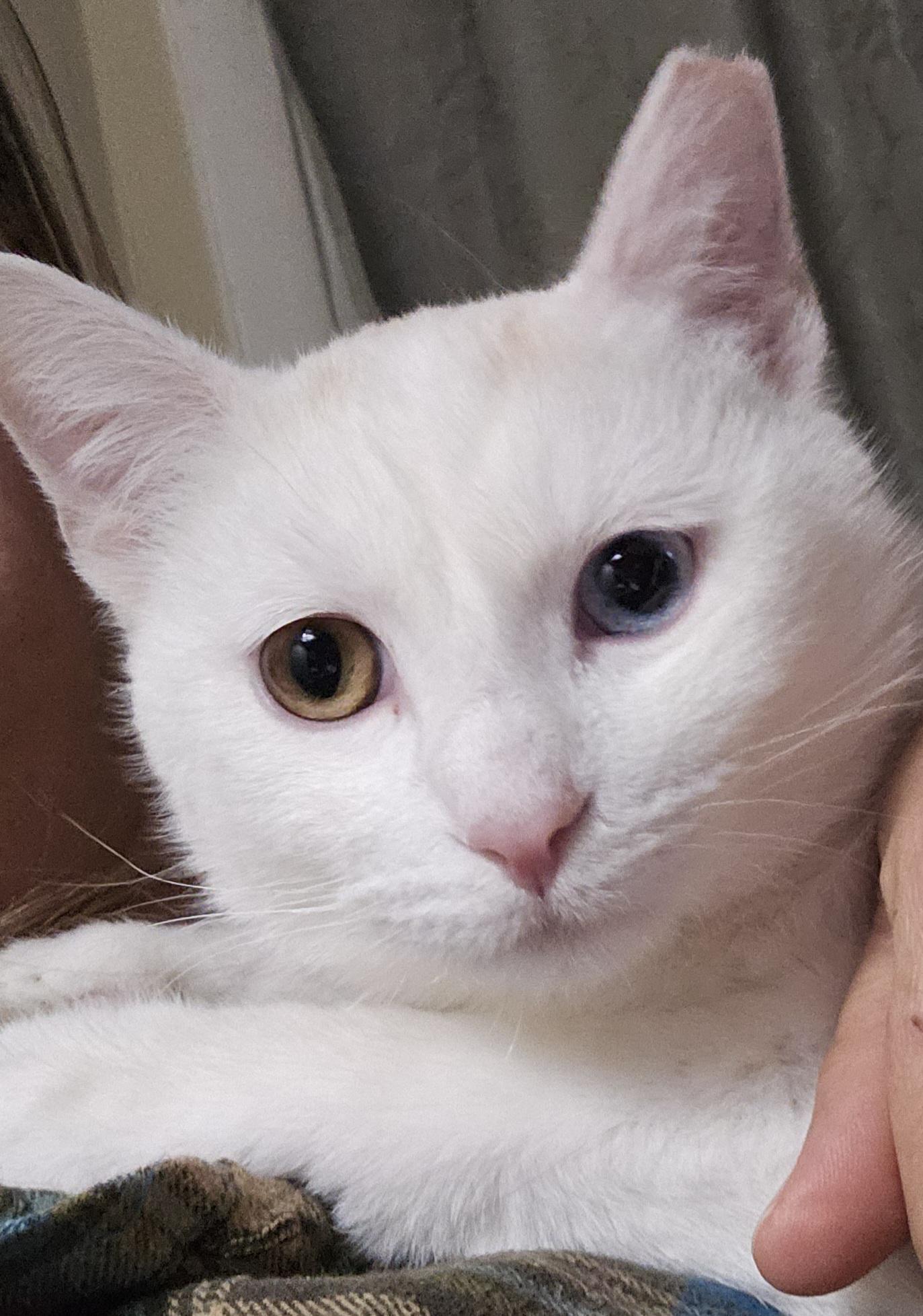 Prism, ADOPTABLE, Young Male Domestic Short Hair.