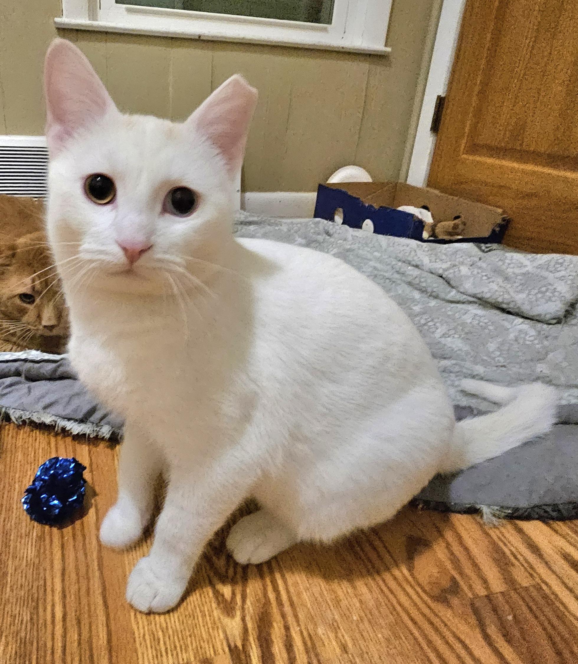 Enlarge Prism, a ADOPTABLE Domestic Short Hair in Milwaukee, WI image 3/5