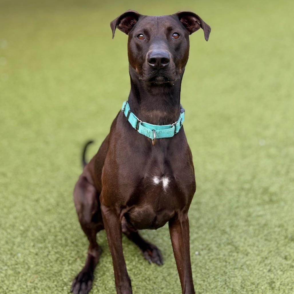 Max, Adoptable, Adult Male Doberman Pinscher & Mixed Breed.