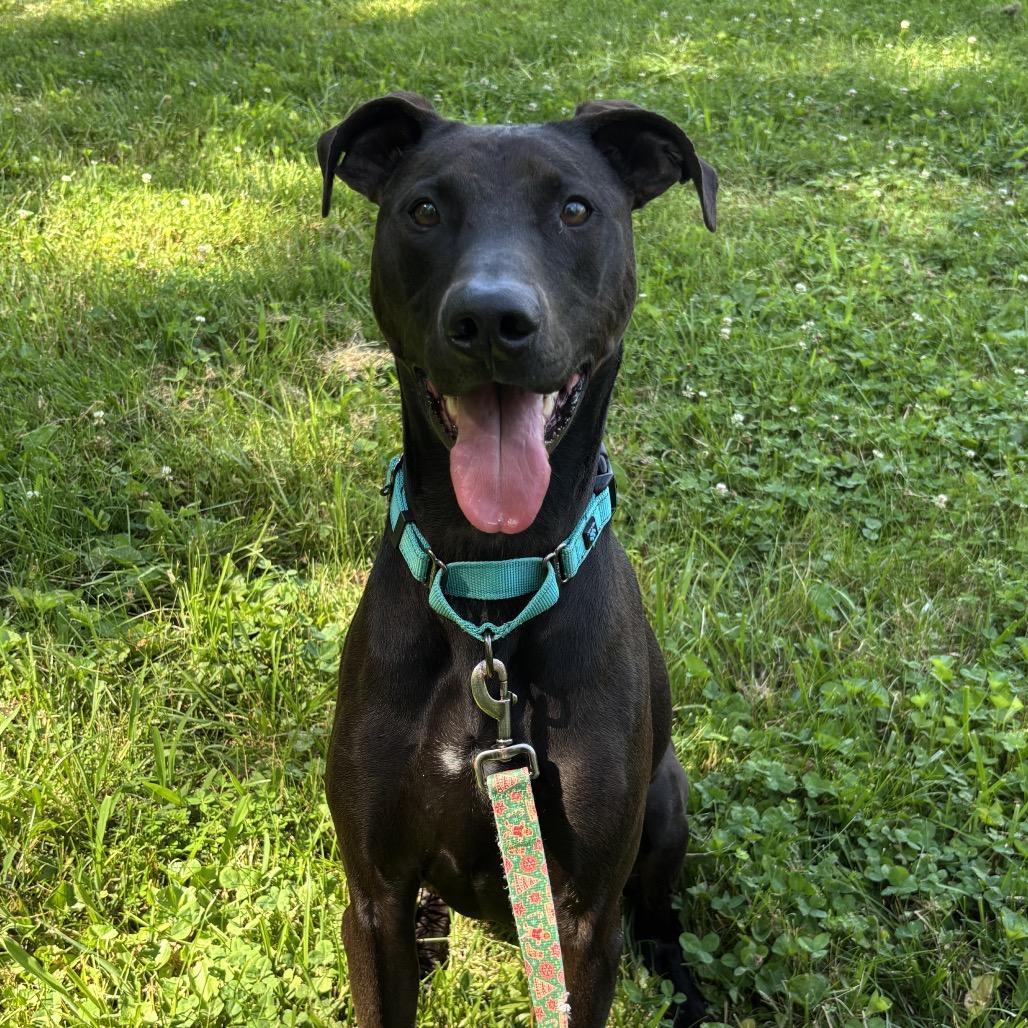 Enlarge Max, a Adoptable Mixed Breed in Nashville, IN image 1/1