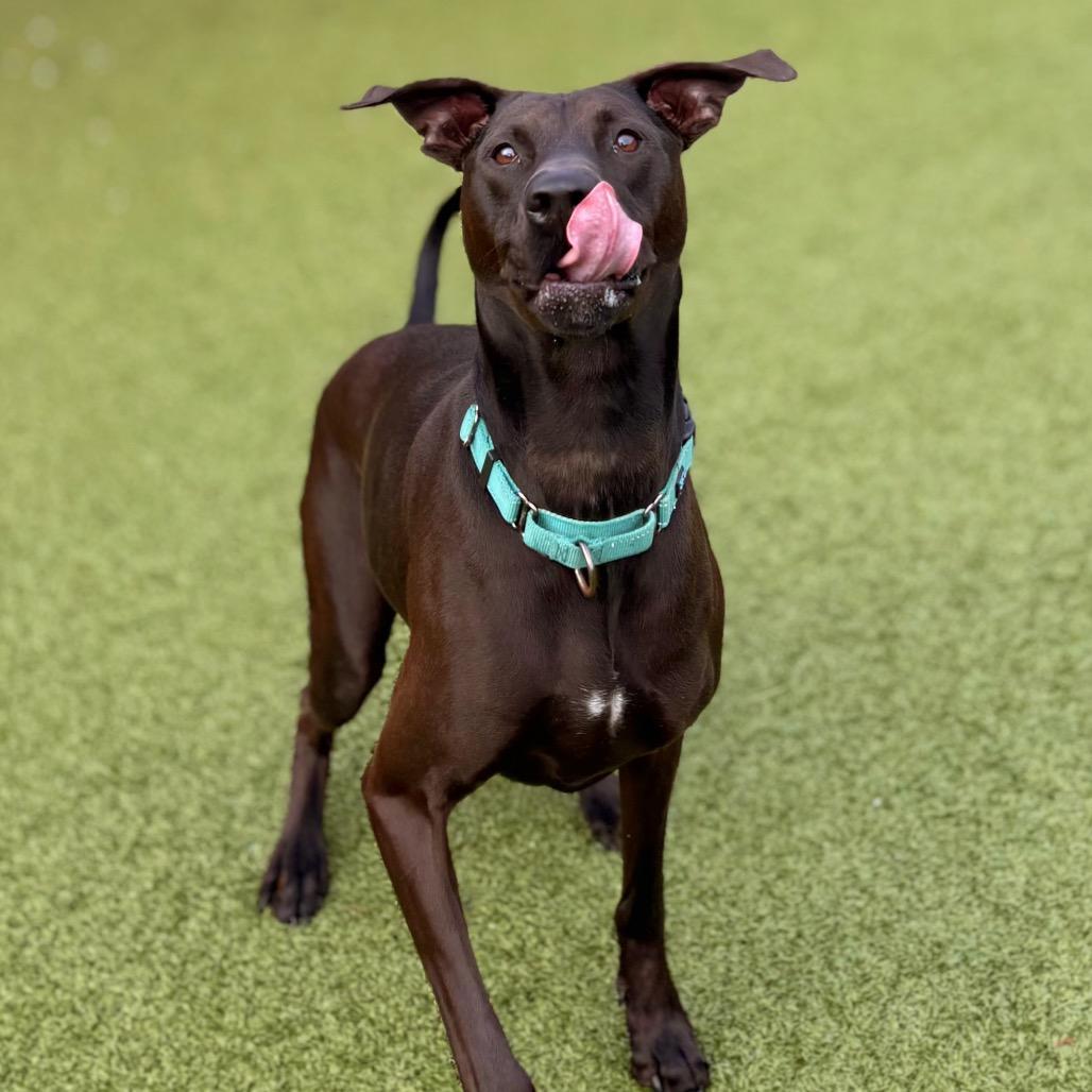 Max, a Adoptable mixed breed in Nashville, IN image 3/5