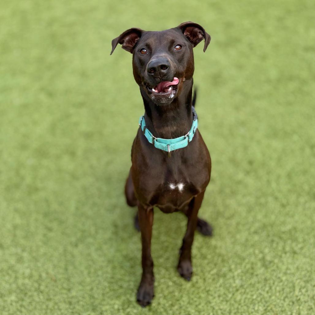 Max, a Adoptable mixed breed in Nashville, IN image 4/5