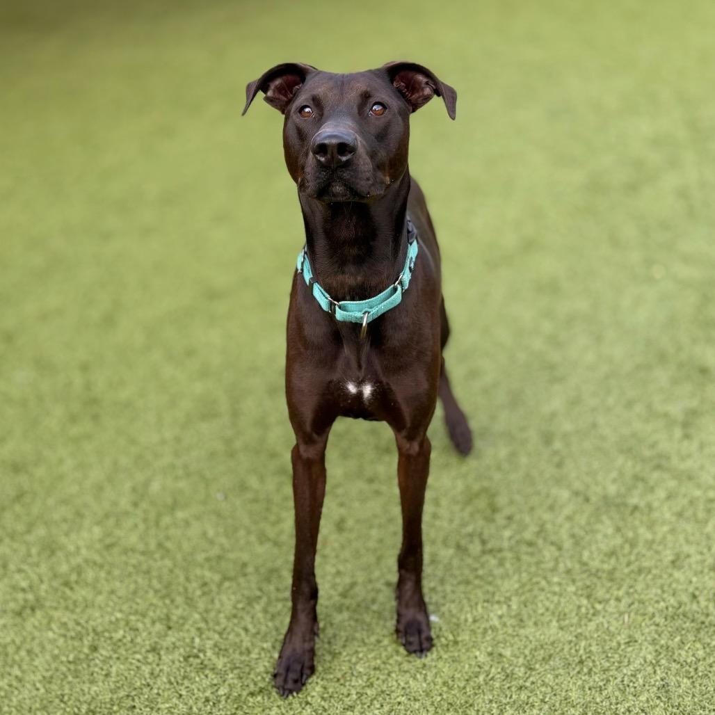 Max, a Adoptable mixed breed in Nashville, IN image 5/5