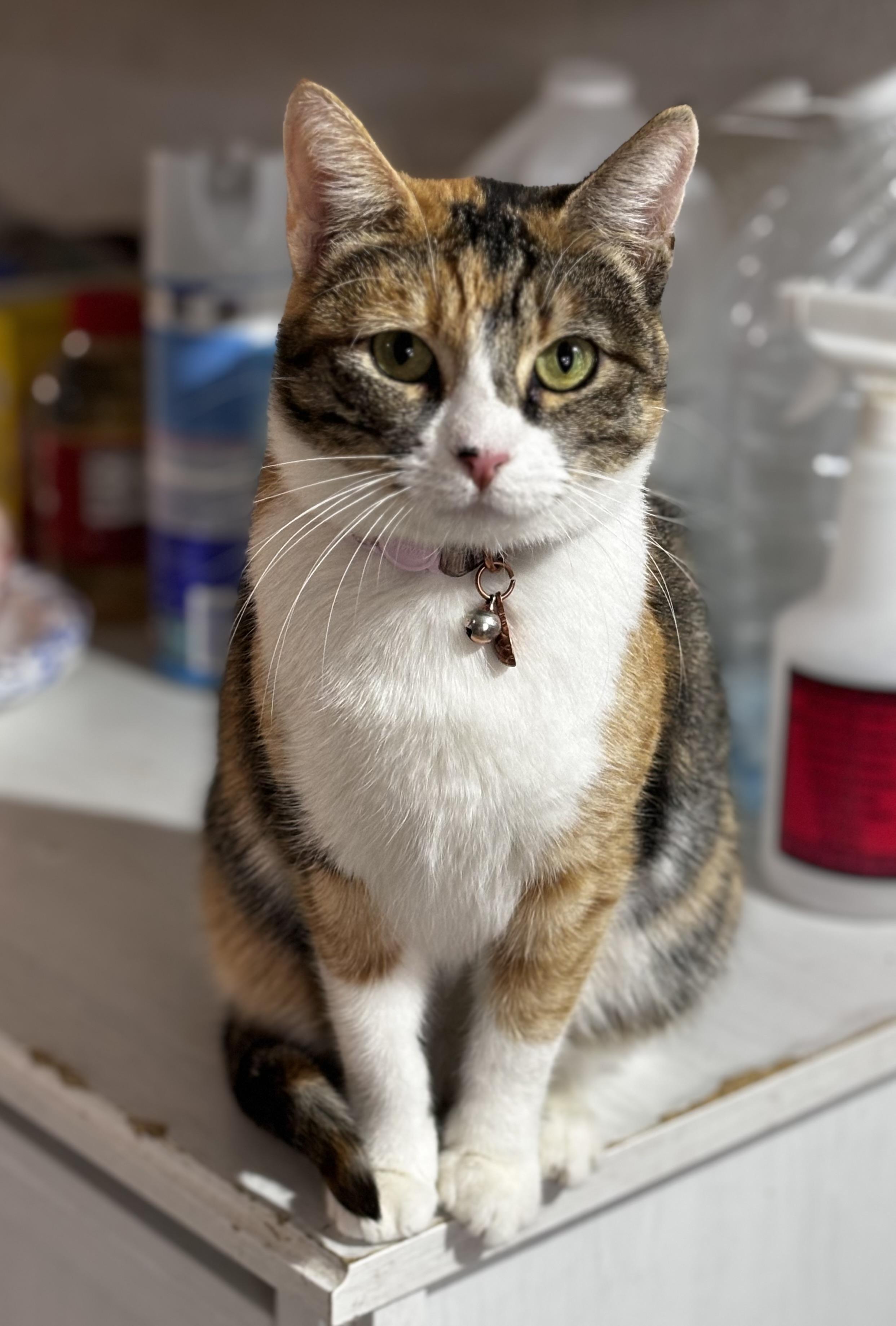 Enlarge Allison, a Adoptable Calico in Helendale, CA image 1/1