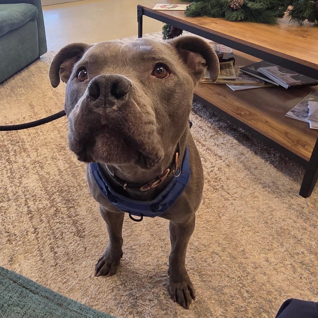 Tony Macaroni, Adoptable, Adult Male Mixed Breed.