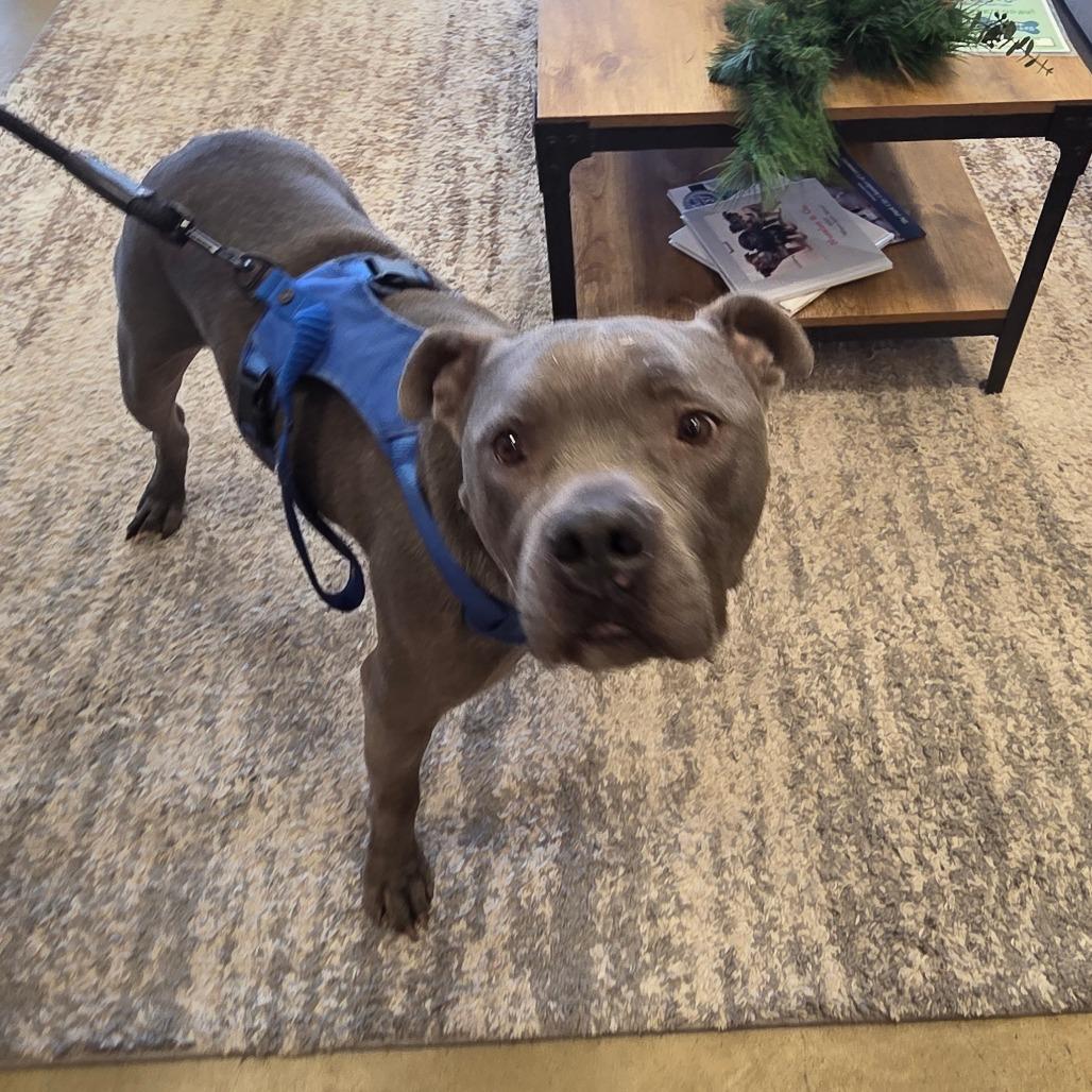 Enlarge Tony Macaroni, a Adoptable Mixed Breed in Park City, UT image 2/6