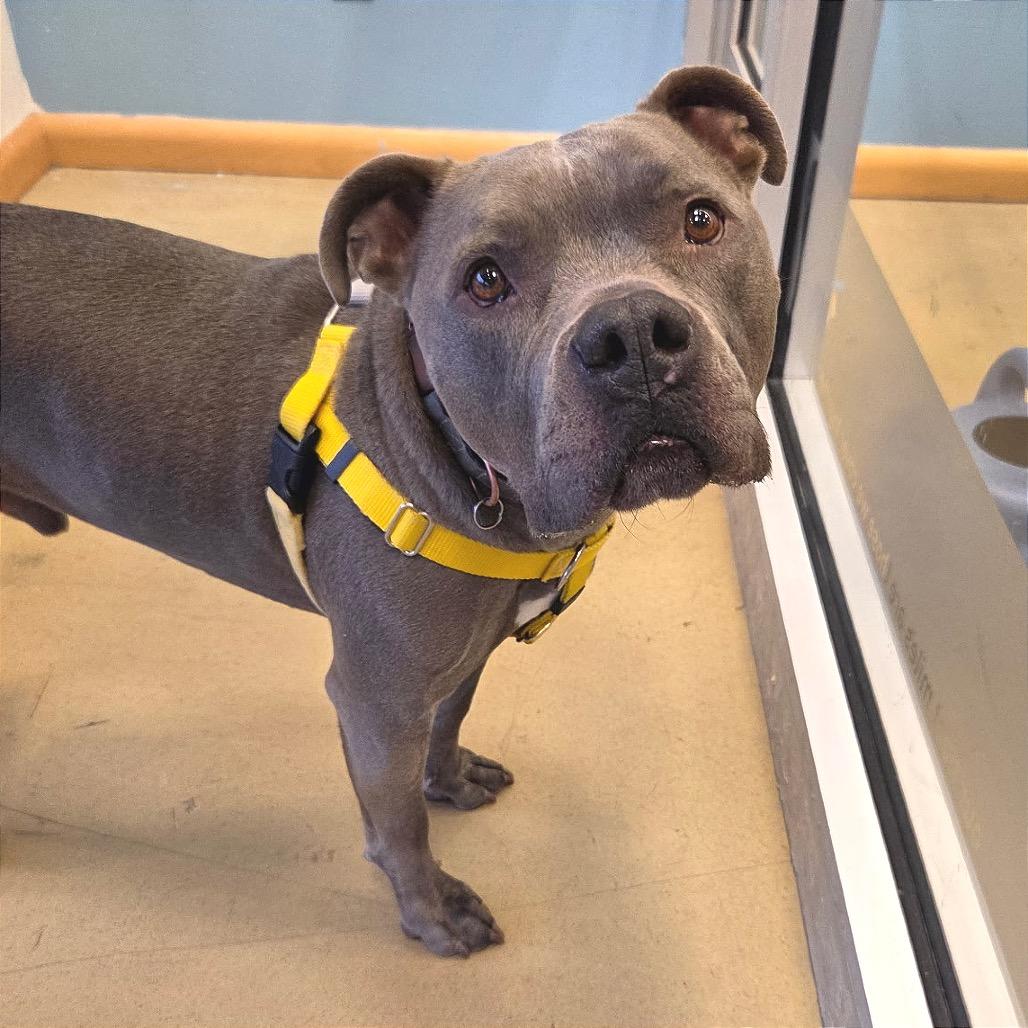 Enlarge Tony Macaroni, a Adoptable Mixed Breed in Park City, UT image 3/6