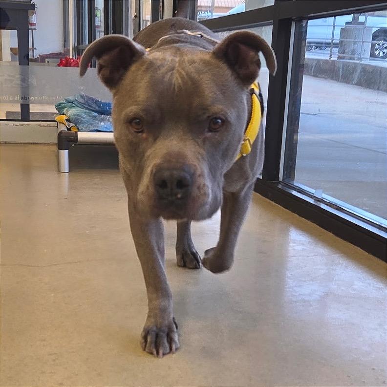 Enlarge Tony Macaroni, a Adoptable Mixed Breed in Park City, UT image 4/6